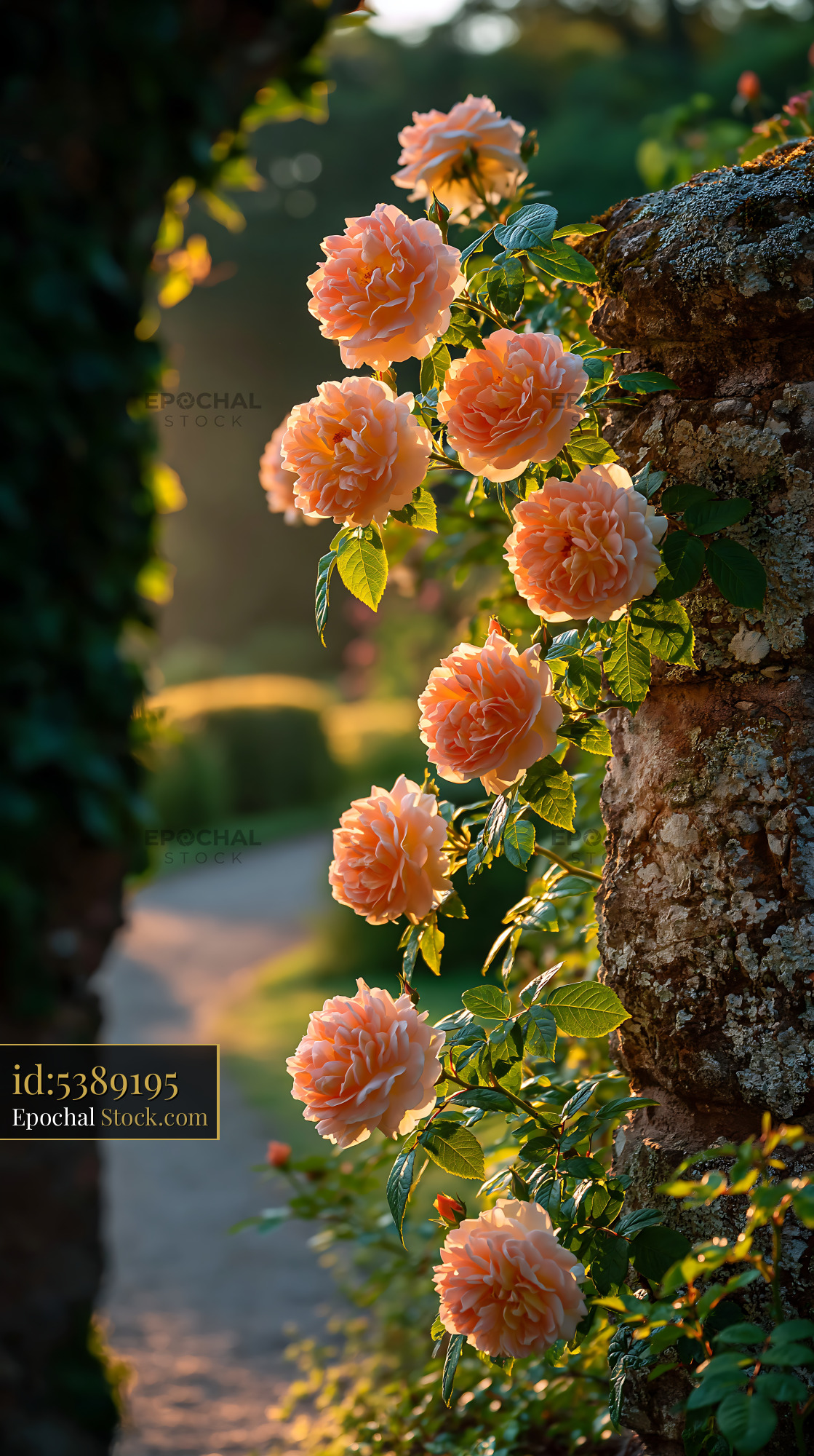 Peach climbing roses on a stone wall in an English garden - stock photo