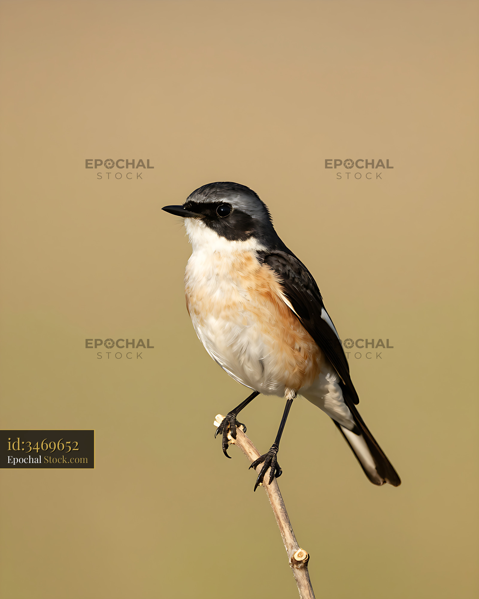 European pied flycatcher perched on a dry branch in soft light - stock photo