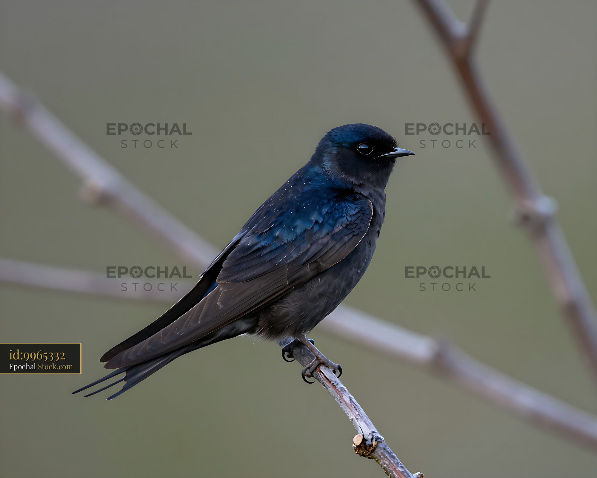 Common swift perched on a bare branch with soft bokeh background - stock photo