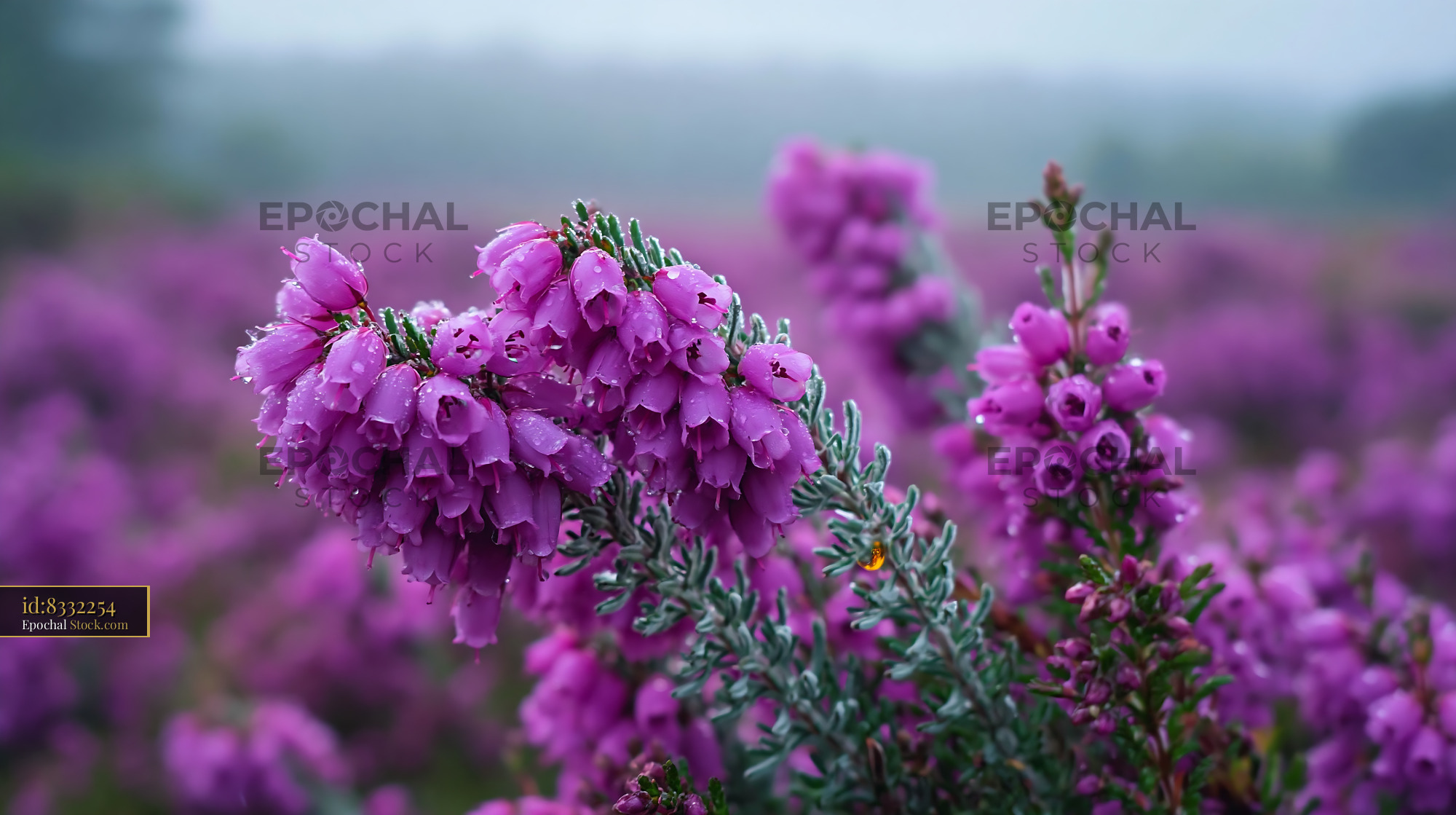 Field of blooming heather with dew drops on a misty morning - stock photo