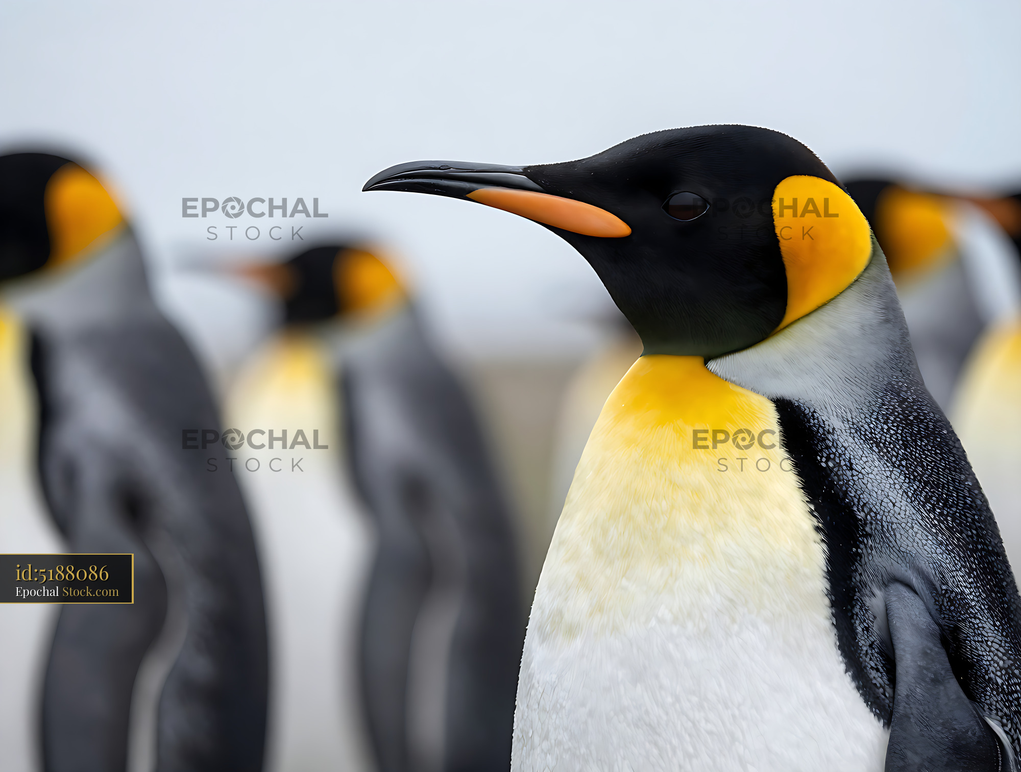 Close-up portrait of a king penguin standing in a colony