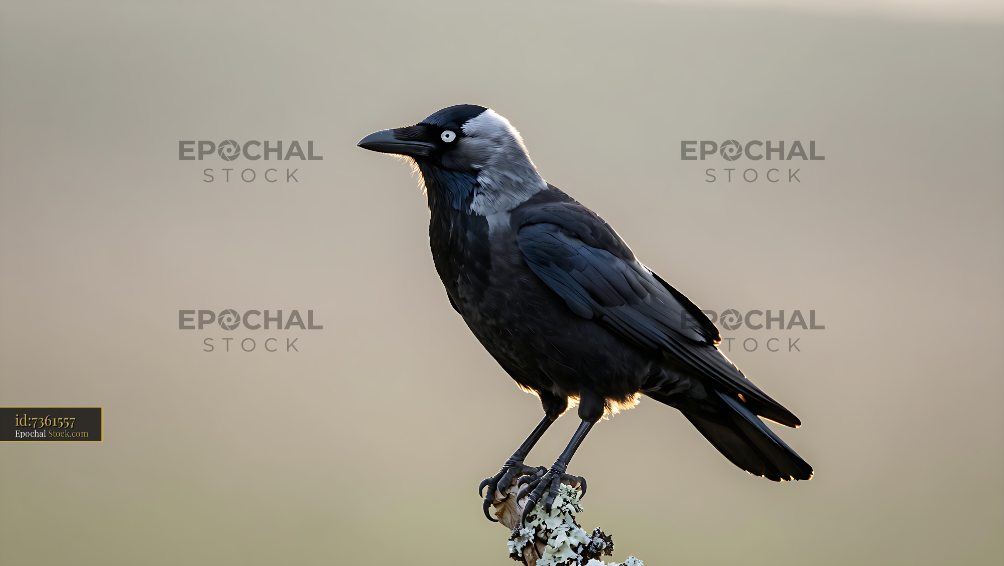 Eurasian jackdaw perched on a lichen branch during golden hour - stock photo
