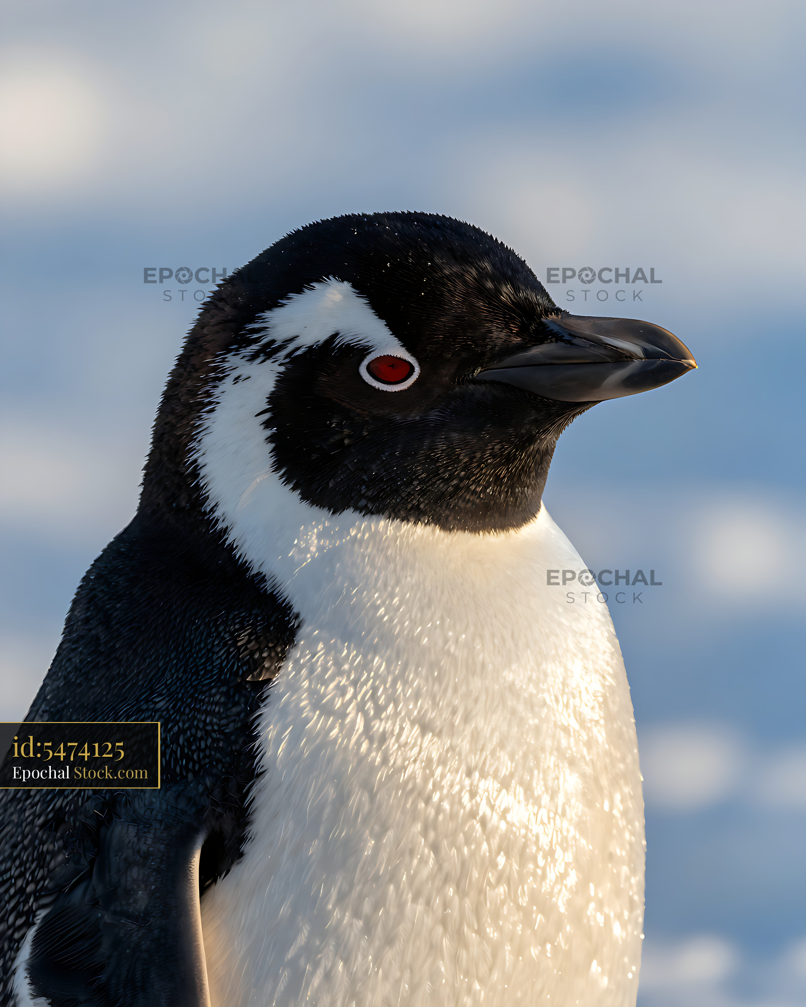 Fiordland penguin profile portrait in golden hour light - stock photo