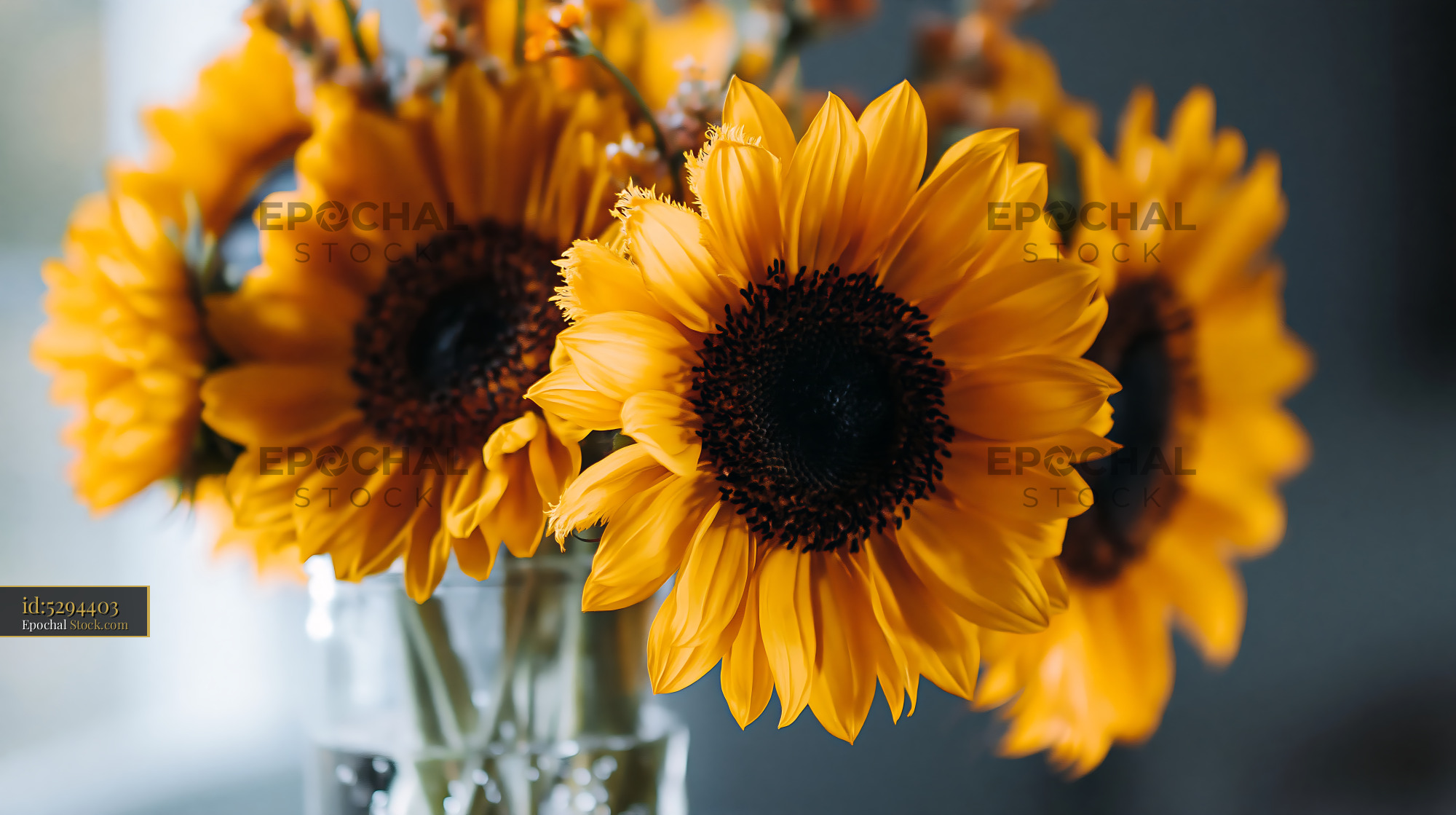 Fresh yellow sunflowers in a glass vase with natural light - stock photo