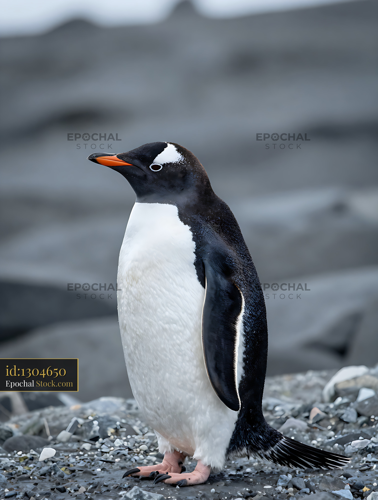 Gentoo penguin standing on a rocky beach in the Antarctic wilderness - stock photo