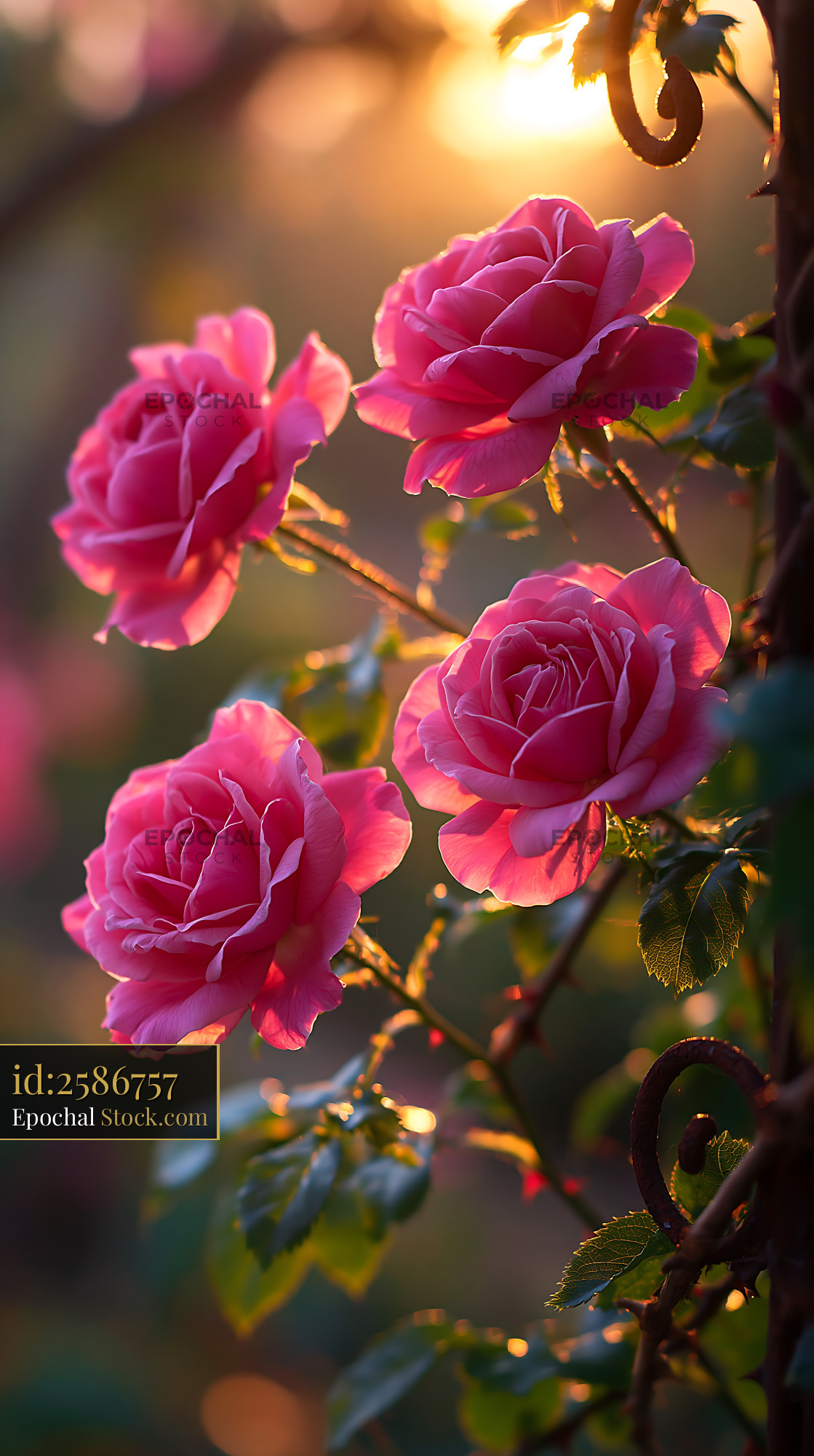 Vibrant pink roses glowing in the warm sunset light of a summer garden - stock photo