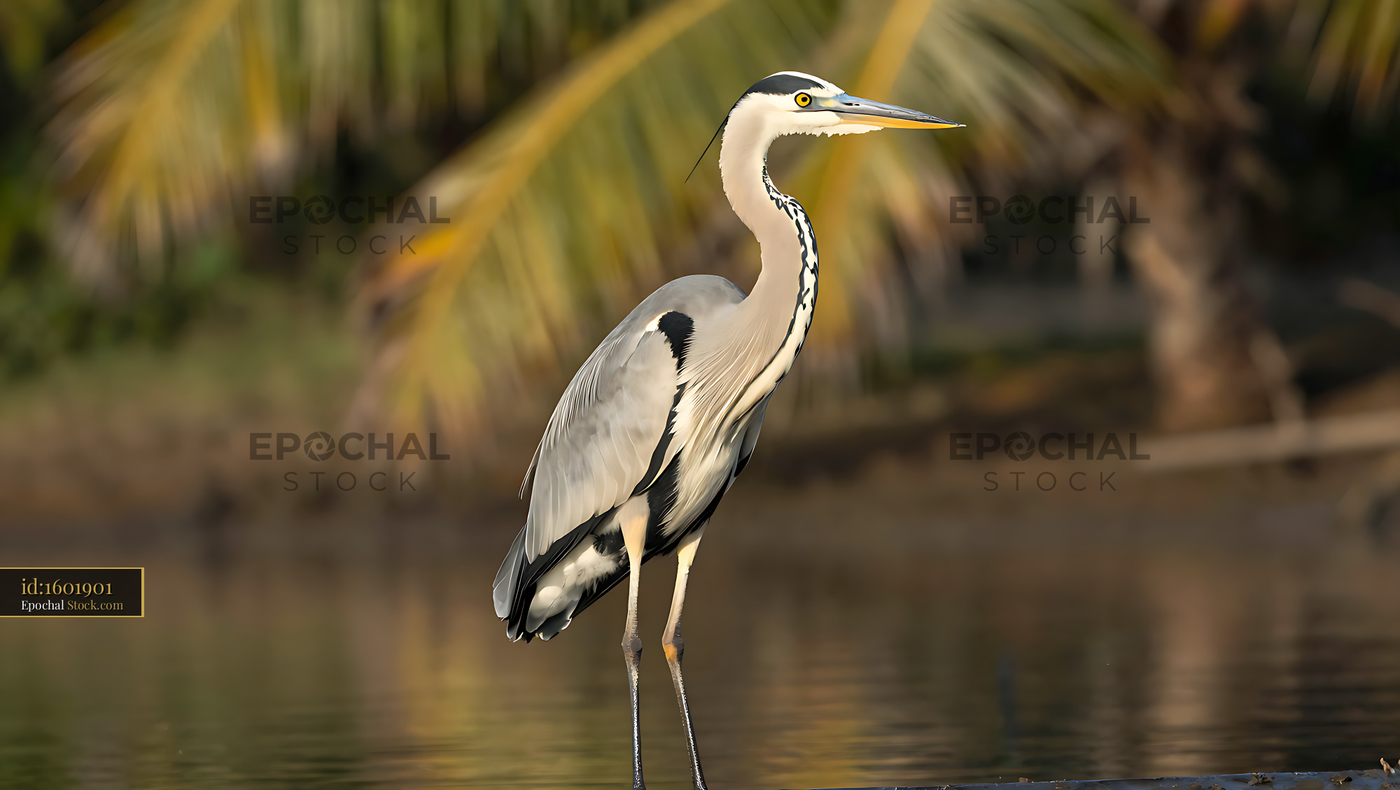 Grey heron standing in shallow water during golden hour - stock photo