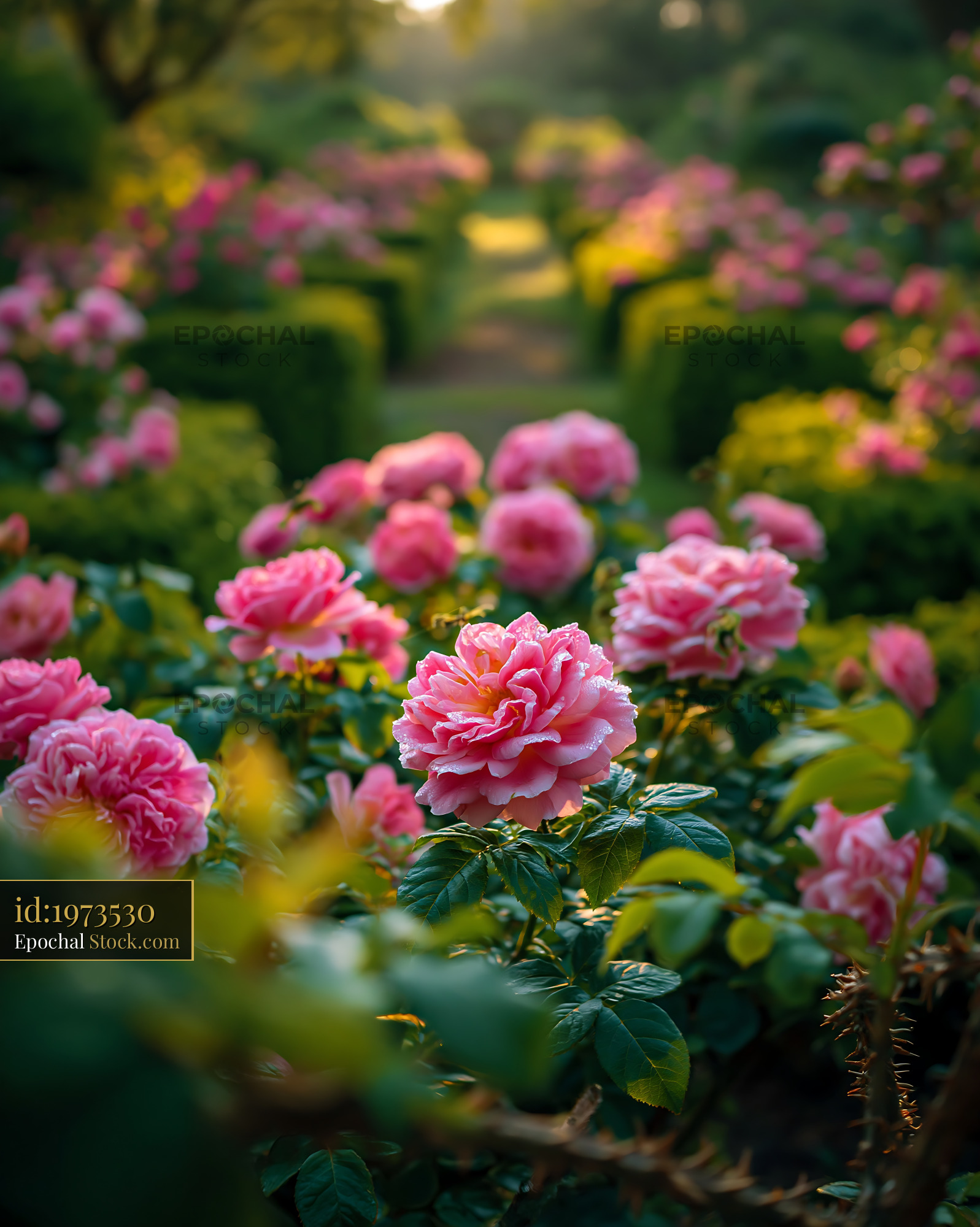 Pink English roses blooming in a lush garden at sunrise - stock photo