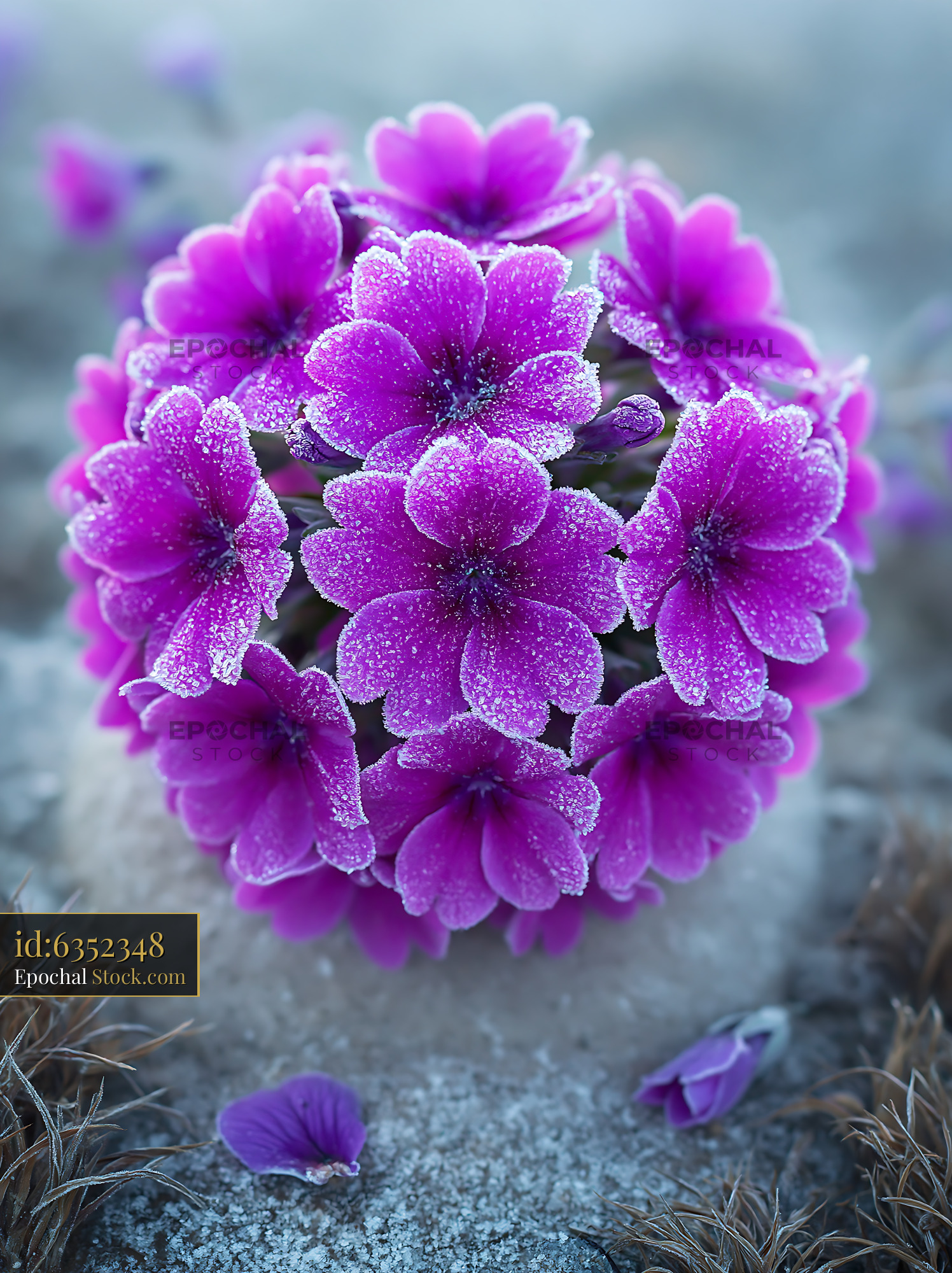 Frosted purple flowers on a wildflower meadow nature background - stock photo