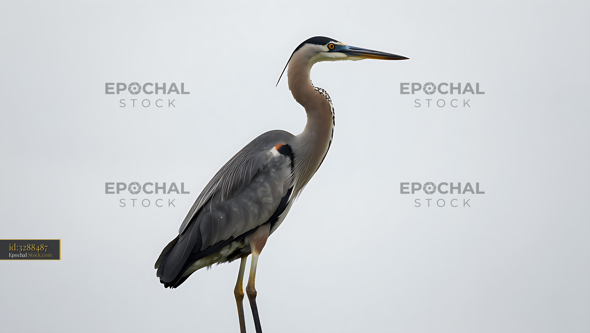 Boat-billed heron standing still against a white sky - stock photo