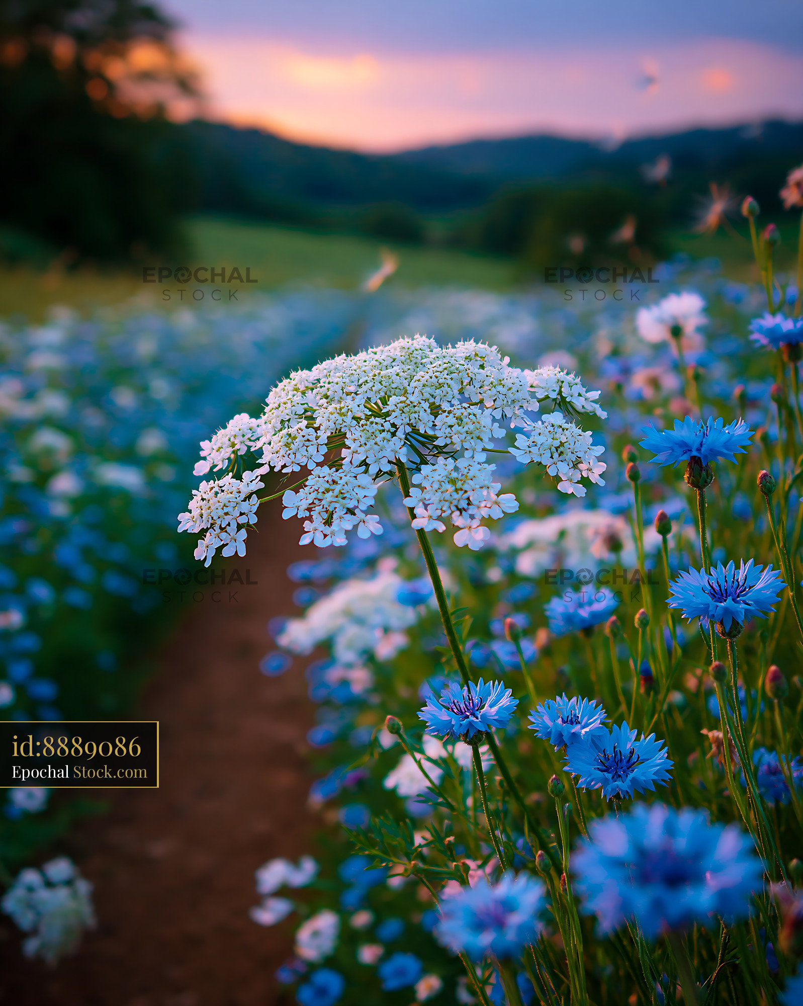 White wild carrot flower and blue cornflowers in a meadow at sunset - stock photo
