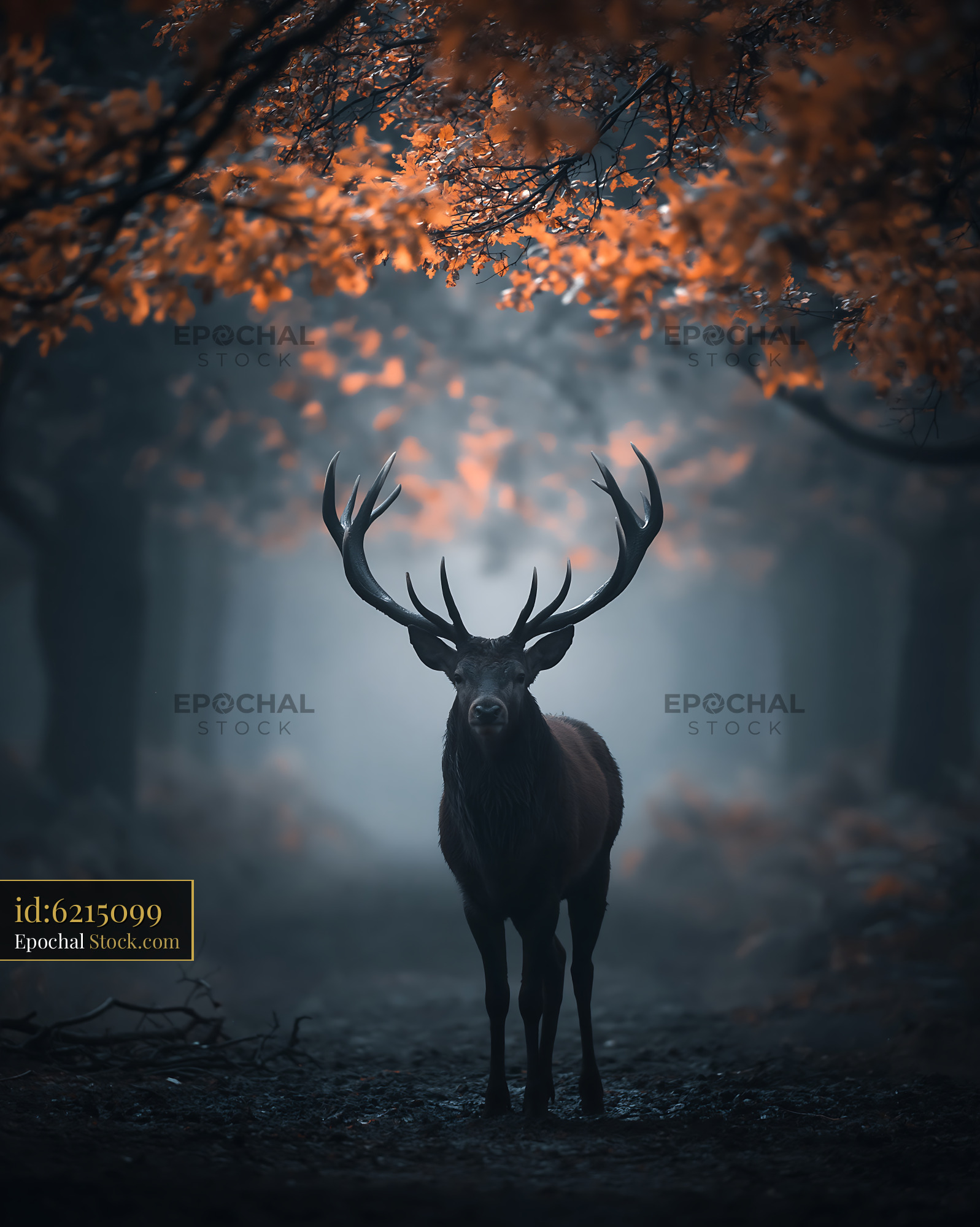 Red deer stag with large antlers in foggy autumn forest at dawn