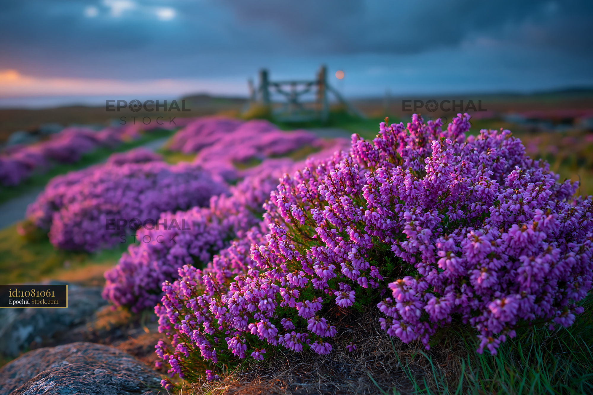 Field of blooming heather at sunset in a coastal moorland landscape - stock photo