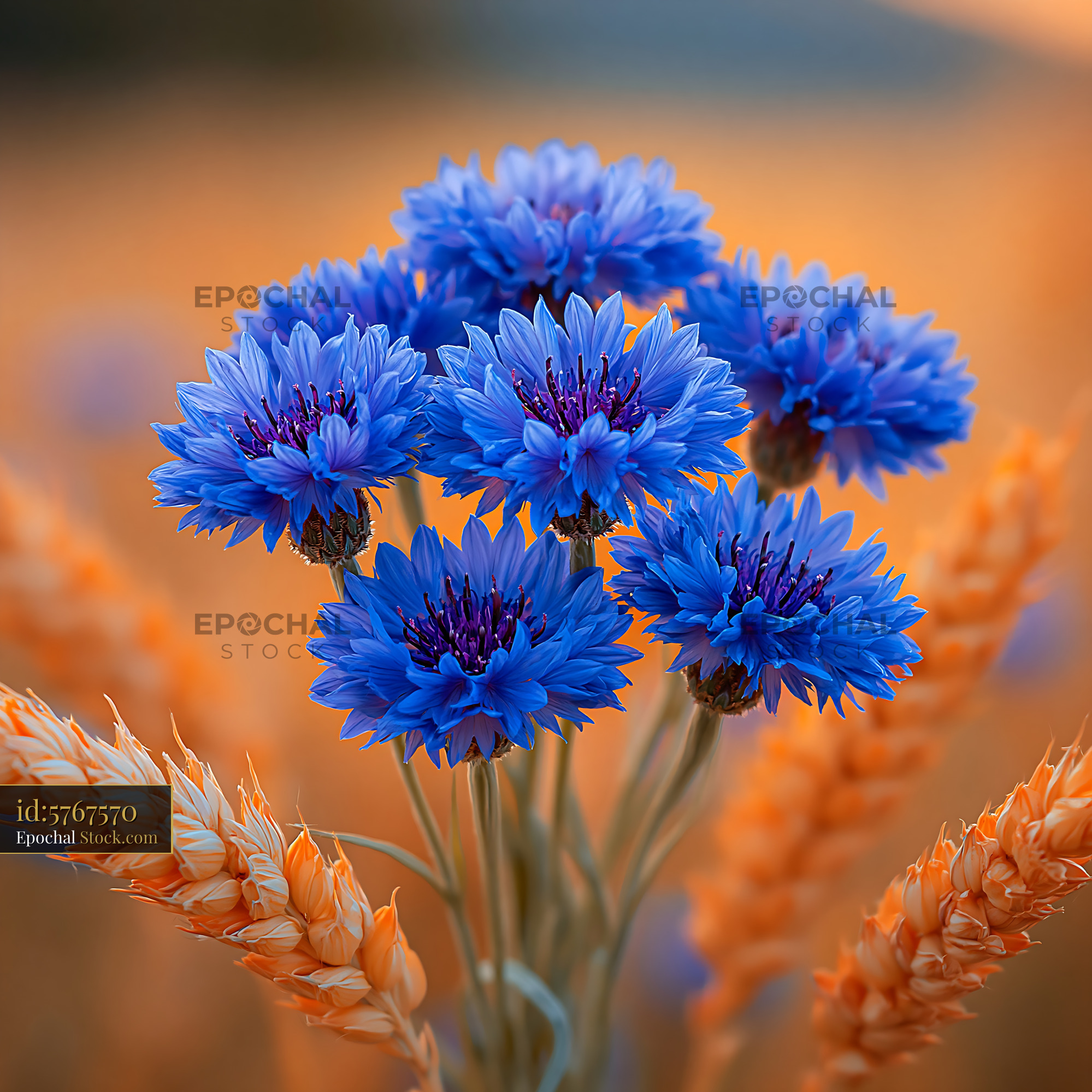 Vibrant blue cornflowers in a golden wheat field at sunset