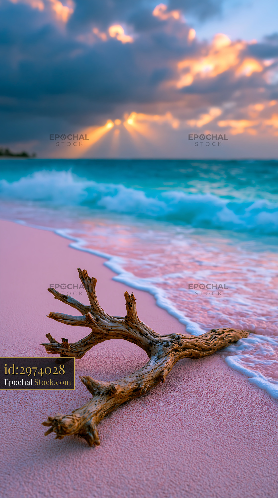 Weathered driftwood on a pink sand beach at sunset with sunbeams - stock photo