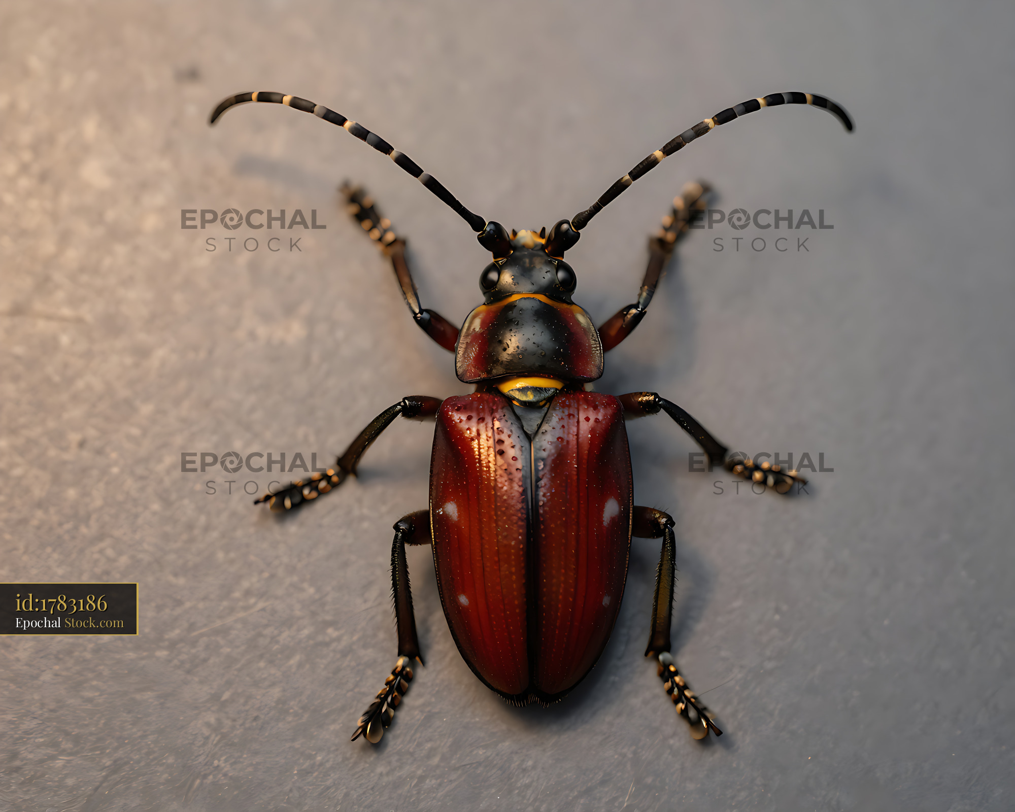 Harlequin longhorn beetle resting on a neutral grey surface - stock photo