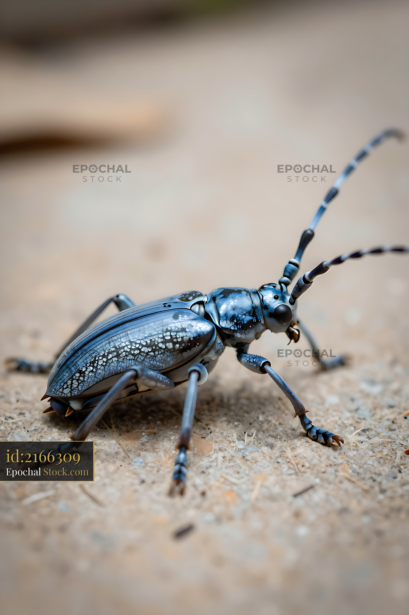 Blue Harlequin Longhorn beetle crawling on sandy ground in macro view - stock photo
