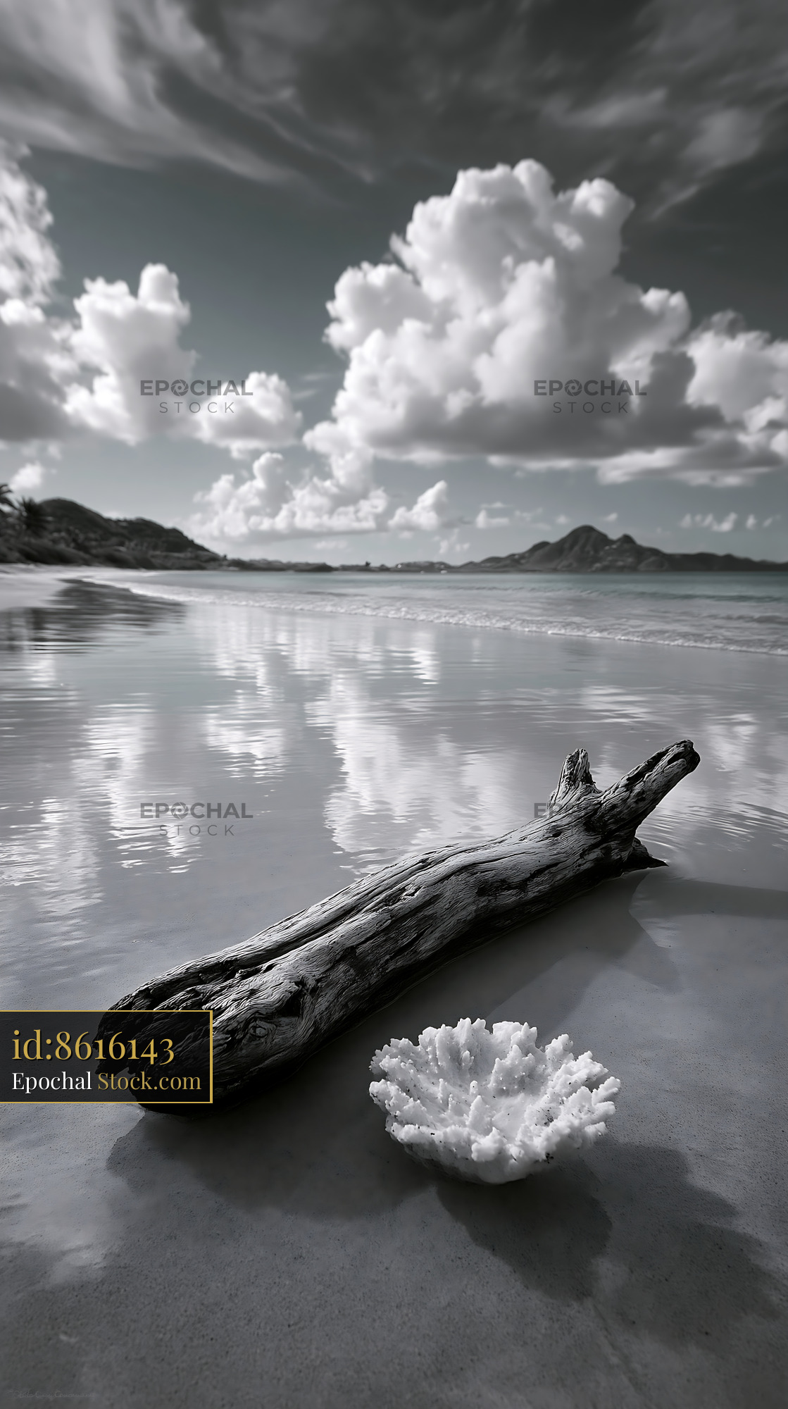 Driftwood and white coral on a wet beach in black and white