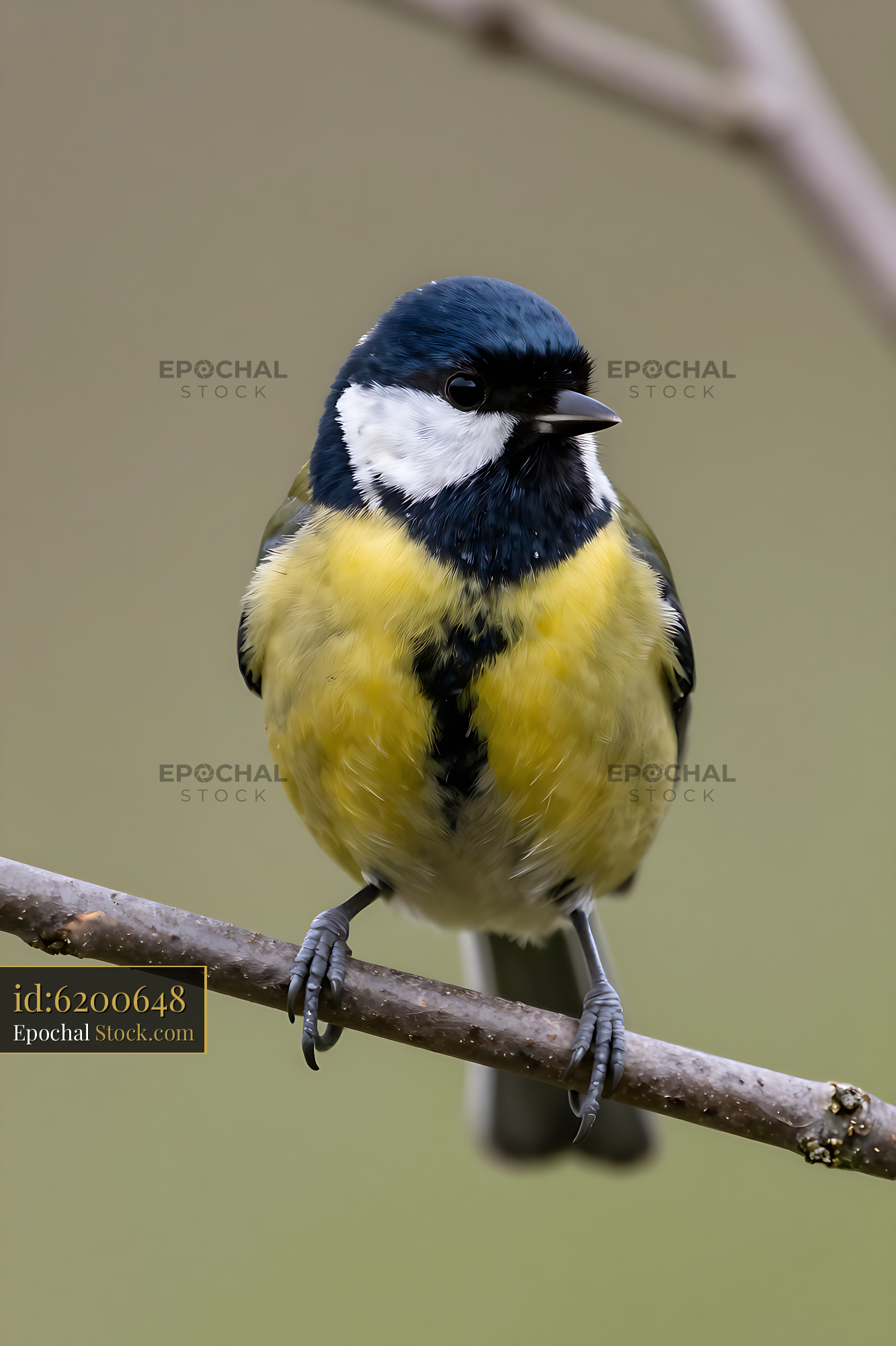 Great tit perched on a thin branch in a garden during spring - stock photo