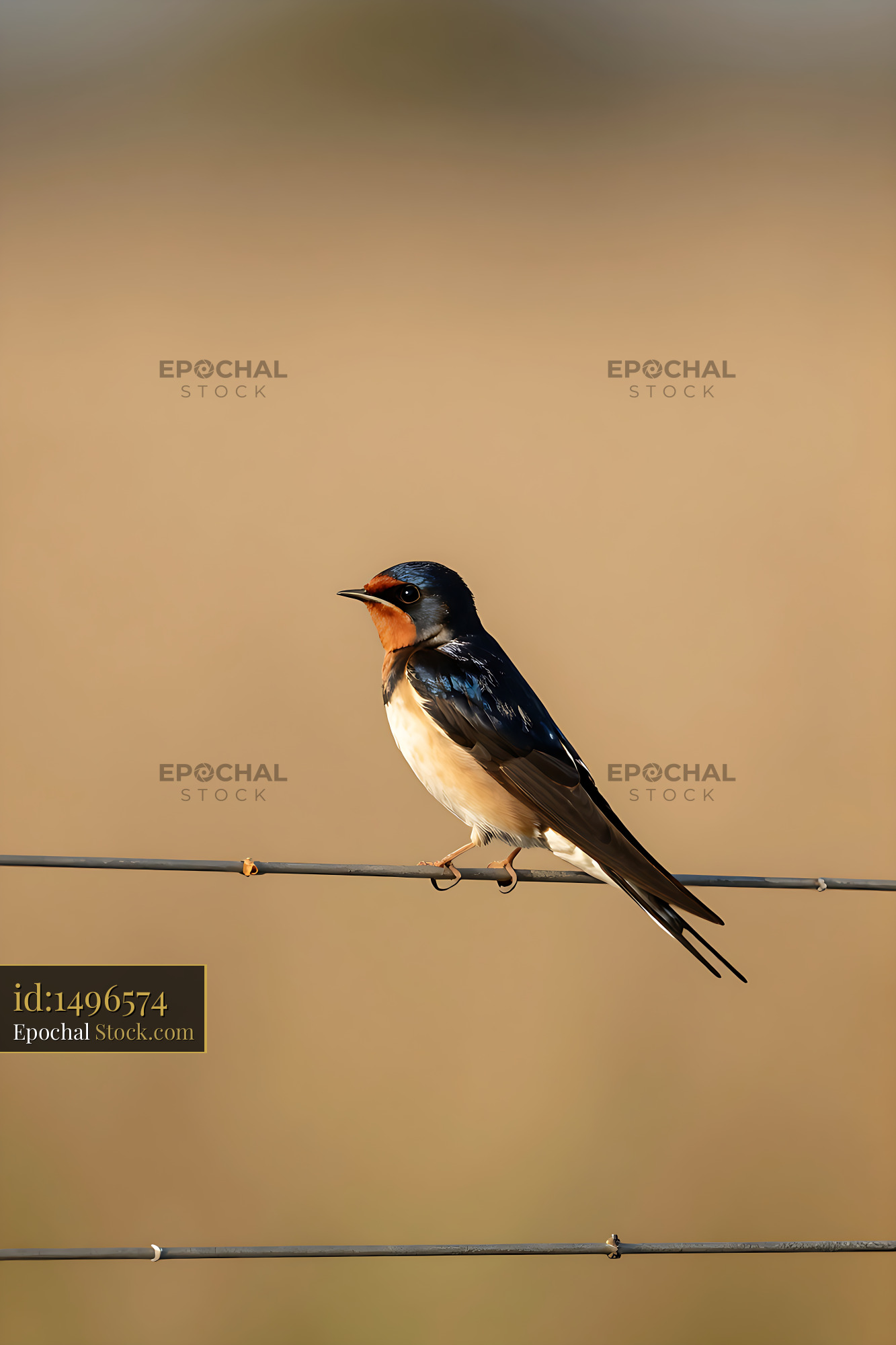 Barn swallow perching on a wire fence at sunset - stock photo