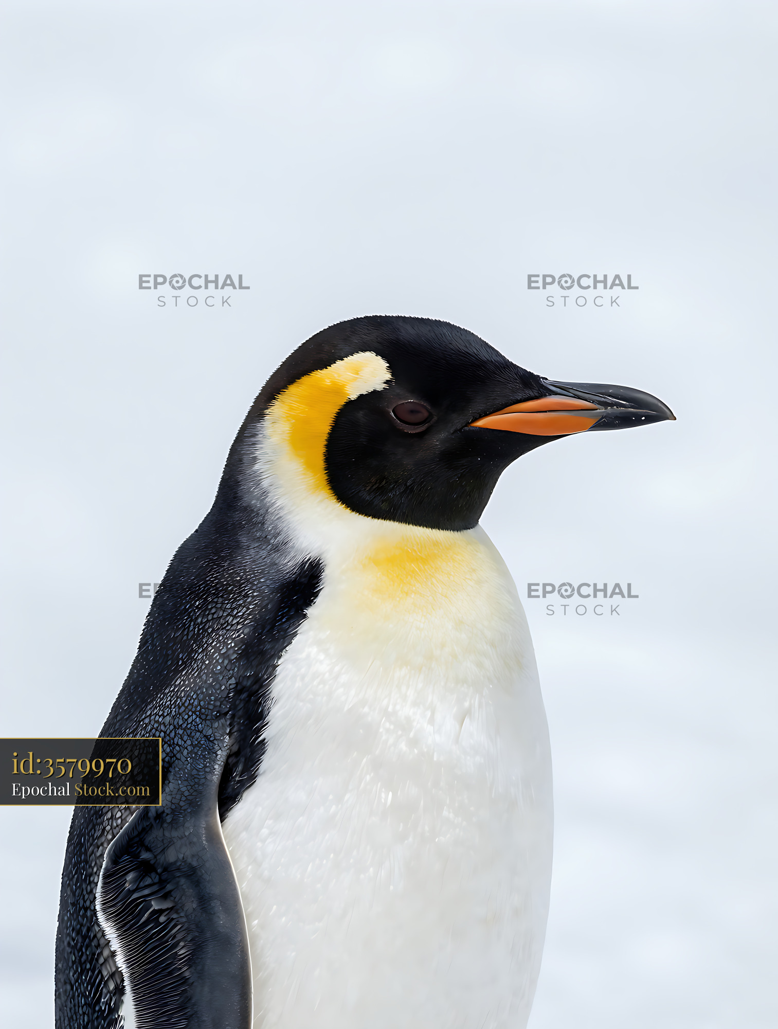 Fiordland penguin profile portrait against a white snowy background - stock photo