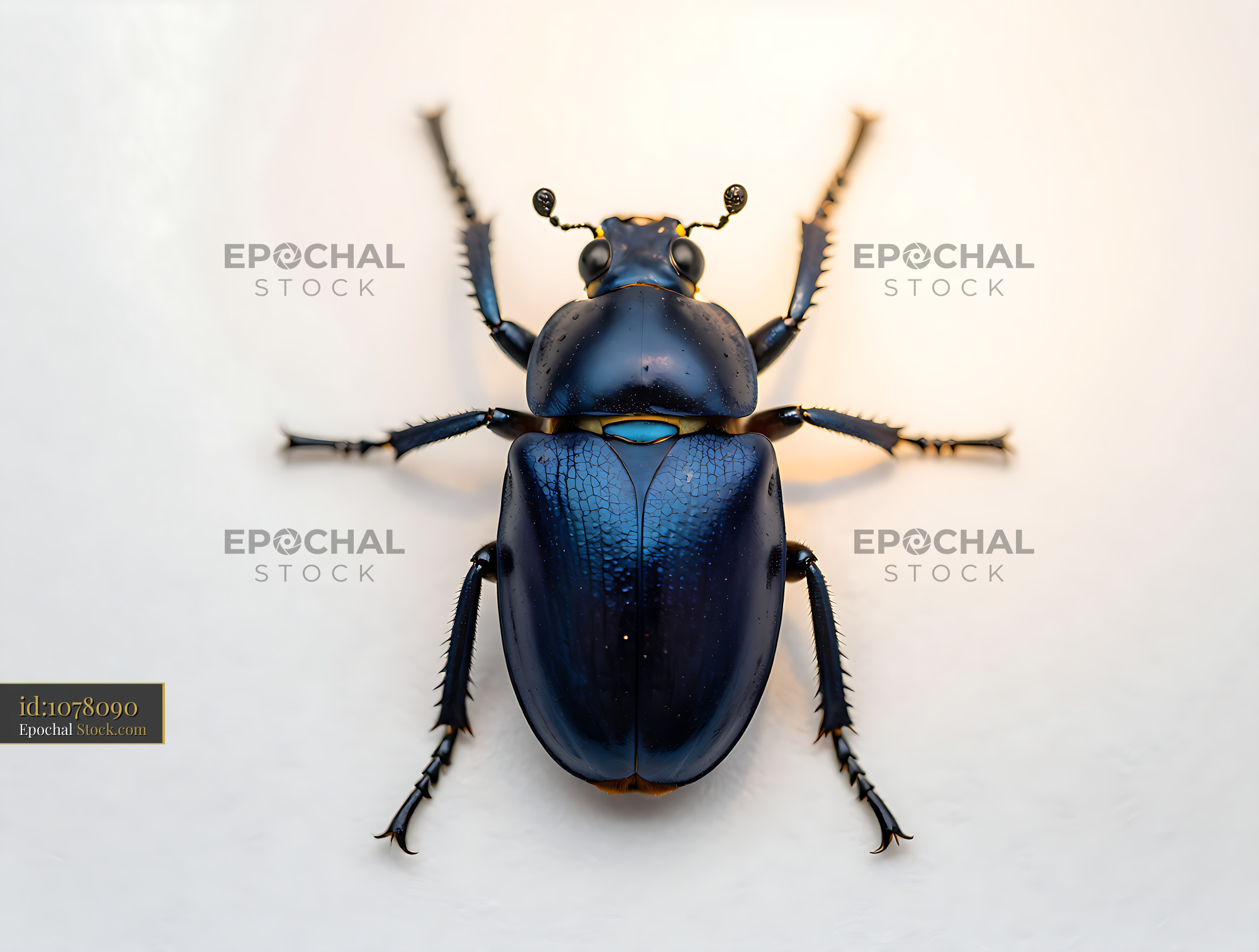 Iridescent blue milkweed leaf beetle on a white background - stock photo