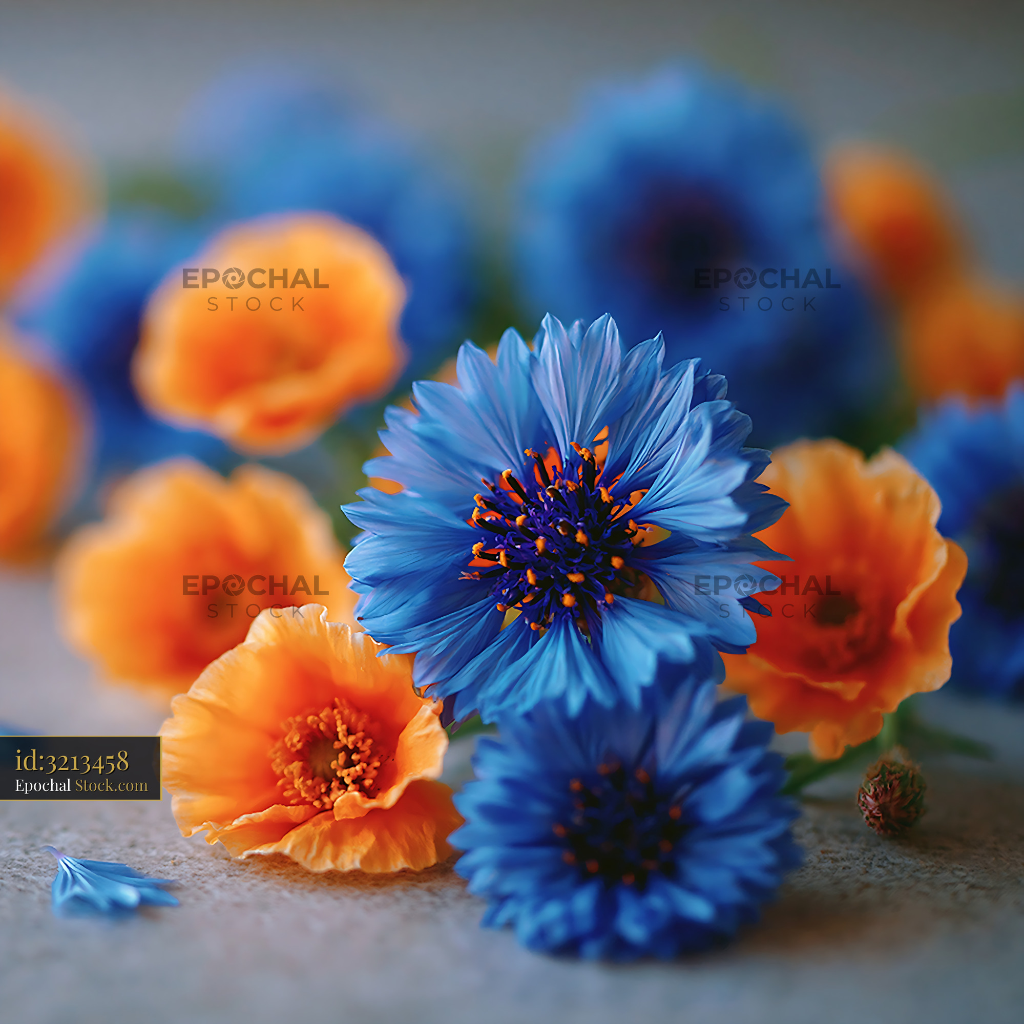 Blue cornflowers and orange poppies on a rustic tabletop
