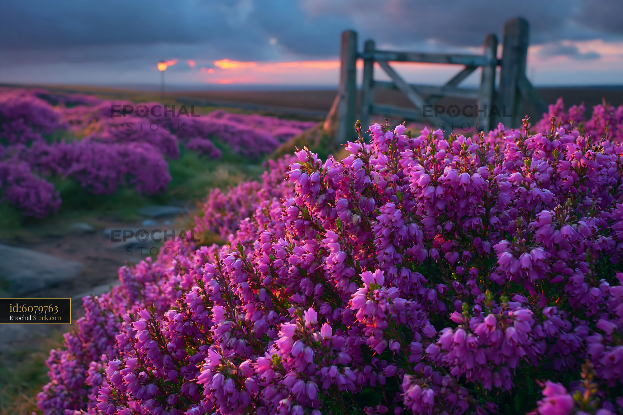 Field of blooming heather at sunset with a rustic wooden gate - stock photo