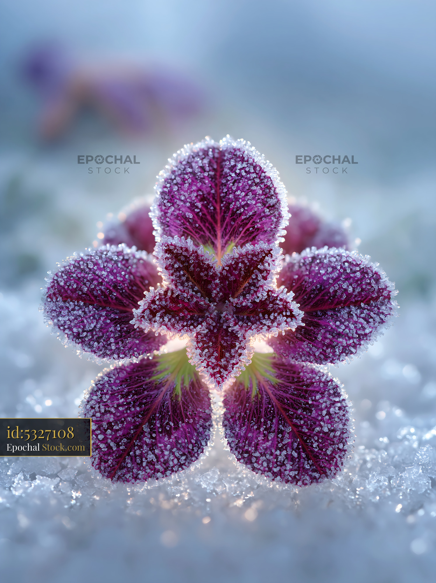 Purple clover leaves covered in sparkling white morning frost - stock photo