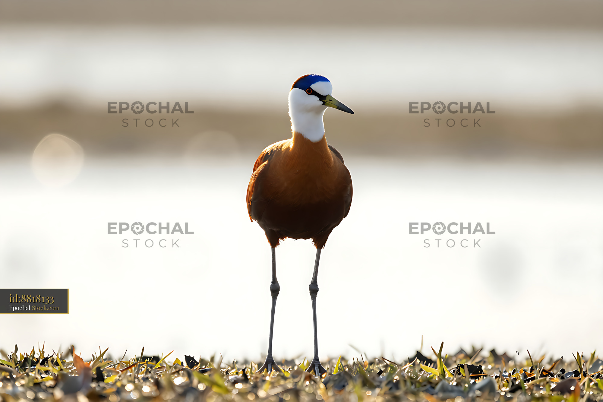African jacana standing on the grassy shore at sunrise - stock photo