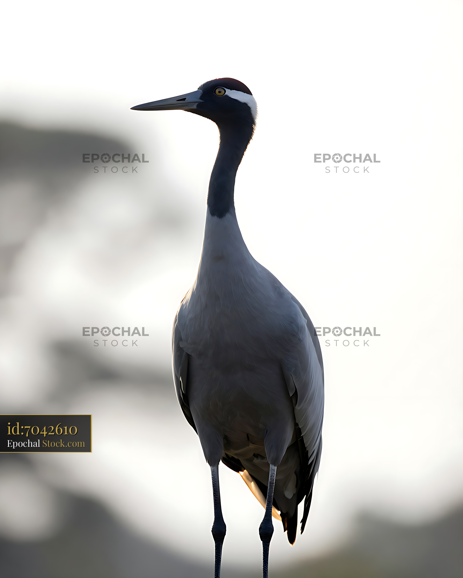 Blue crane standing in soft morning light against blurred background - stock photo