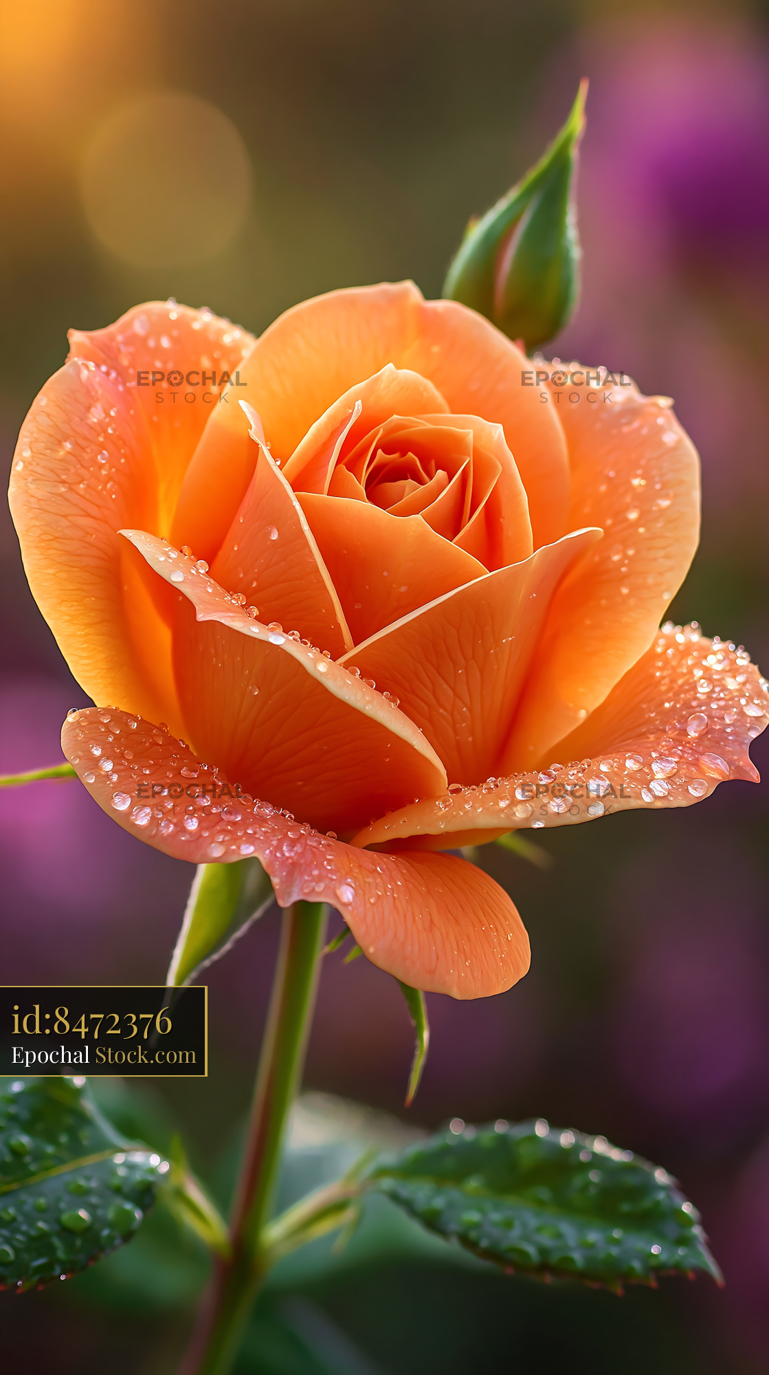 Orange tea rose with morning dew drops blooming in a garden - stock photo