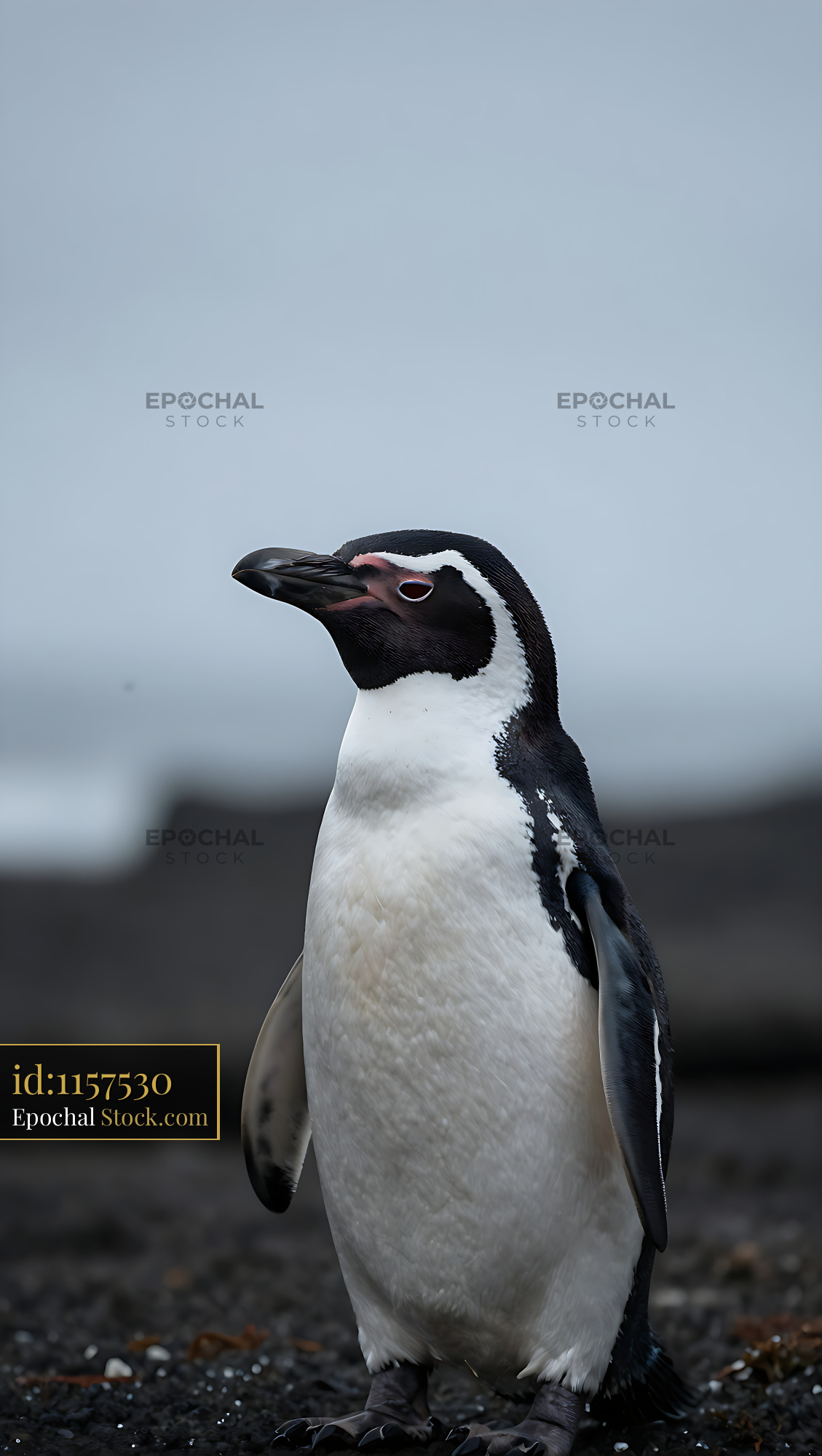 Endangered Galapagos penguin on volcanic rock under a grey sky - stock photo