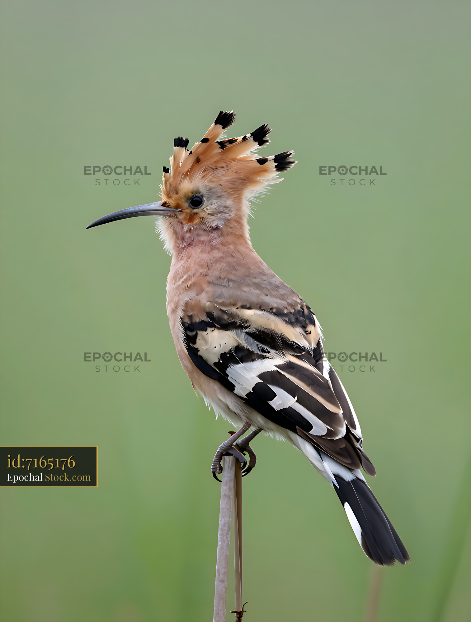 Hoopoe bird with distinctive crest perched on a branch - stock photo