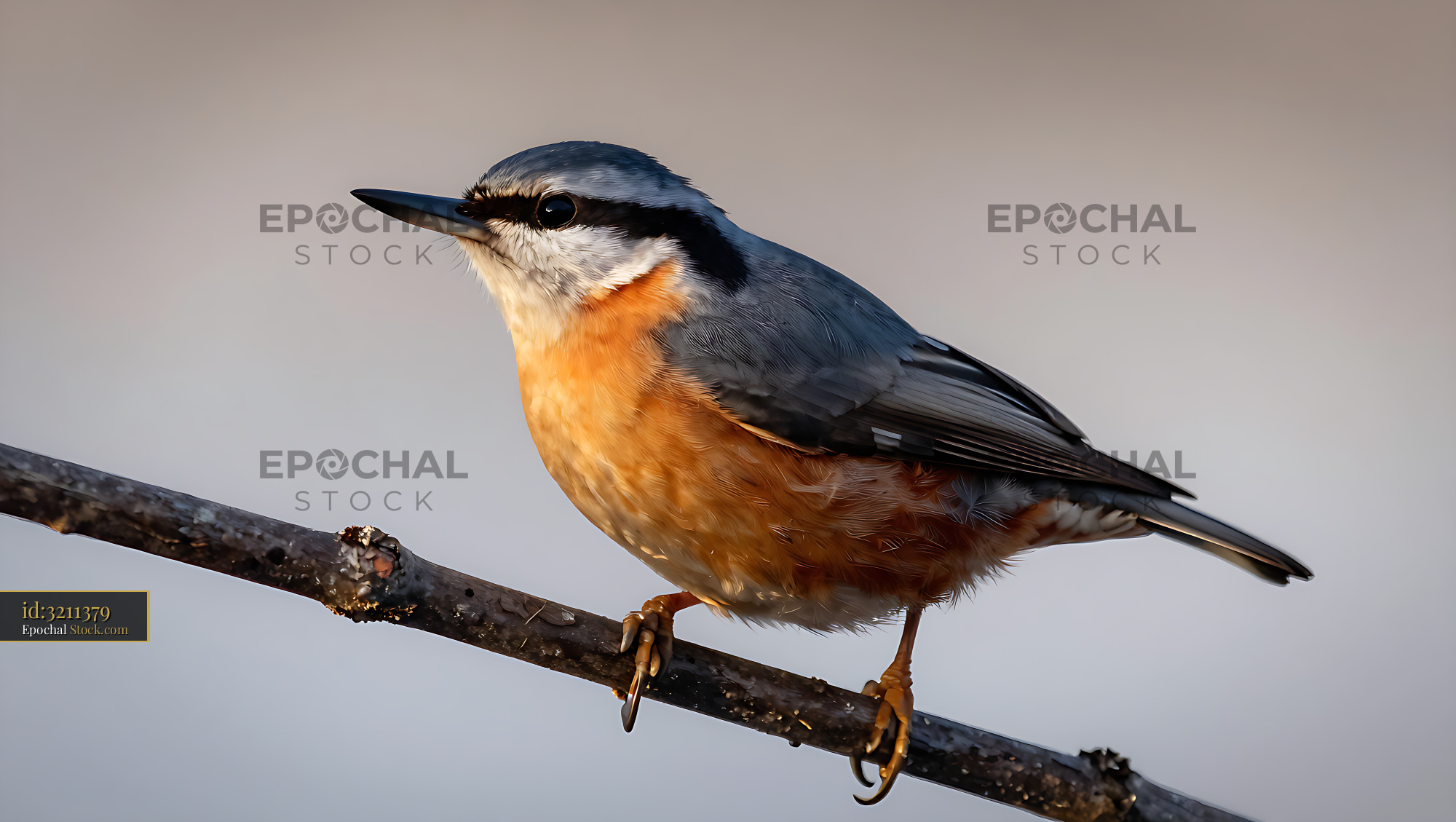 Eurasian nuthatch perched on a thin branch in soft morning light - stock photo