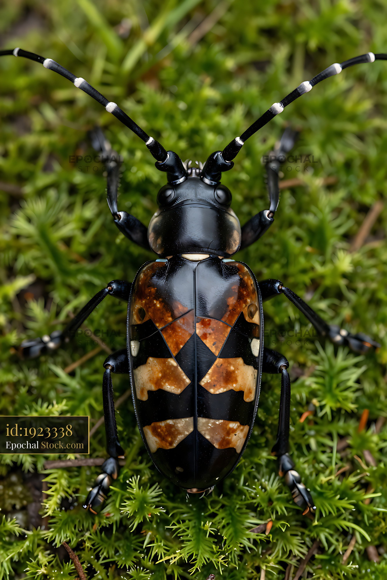 Harlequin longhorn beetle on vibrant green moss in the wild - stock photo