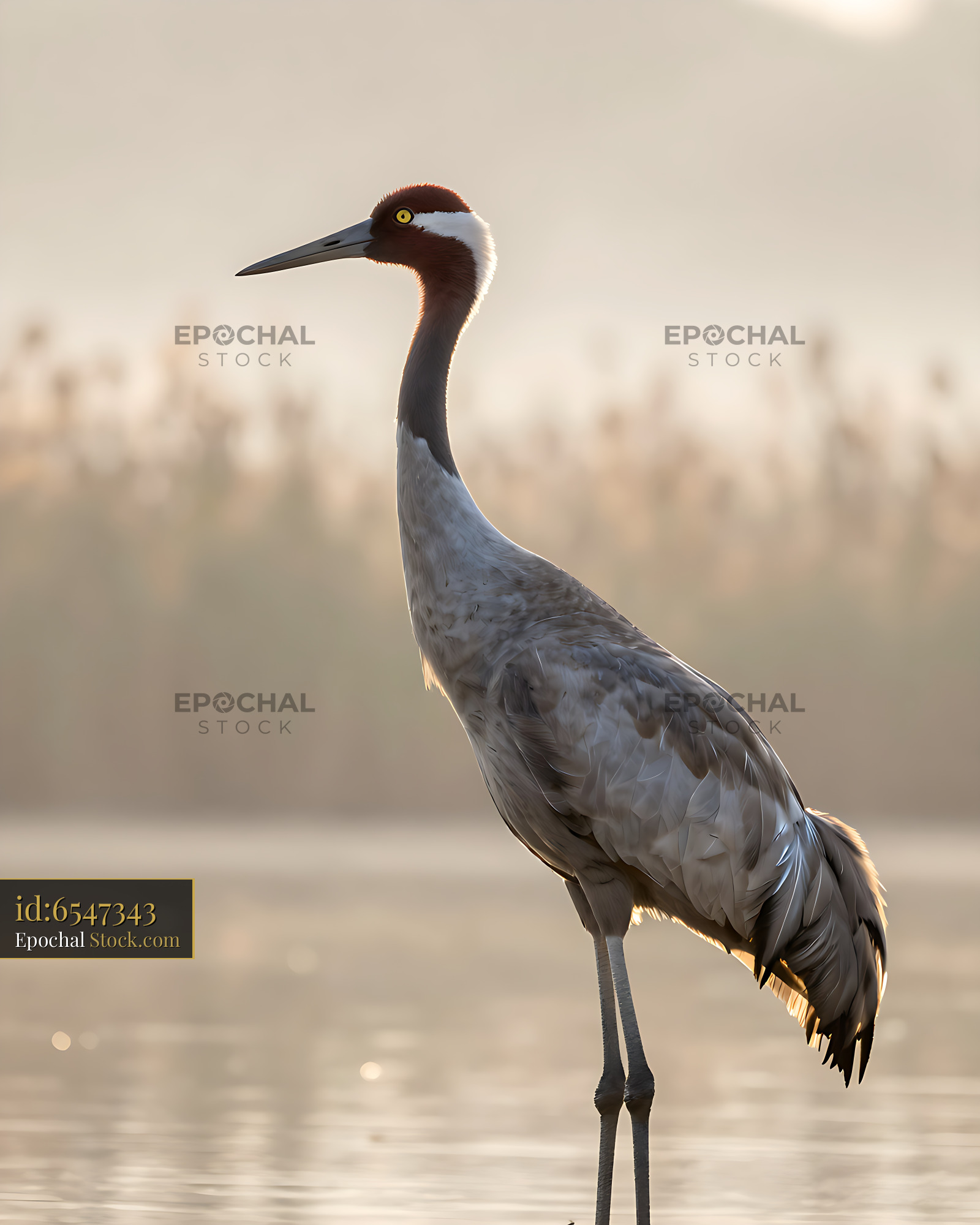 Sarus crane standing in a misty lake at golden hour - stock photo