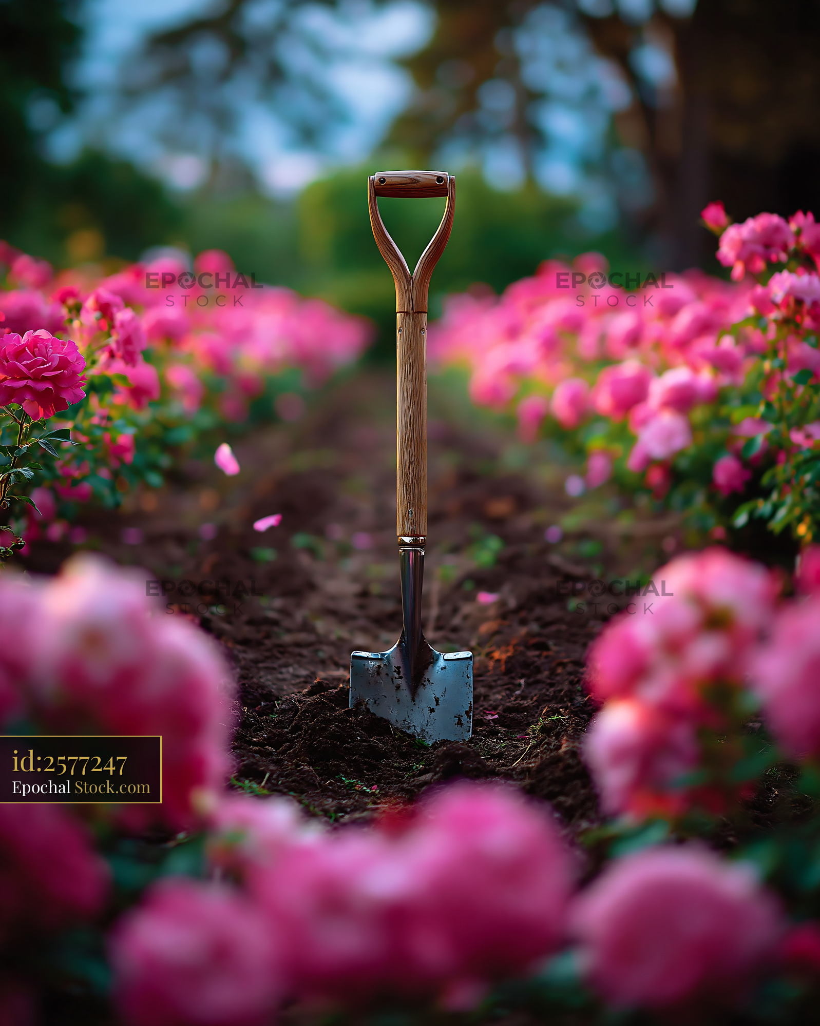 Garden spade stuck in soil surrounded by blooming pink roses - stock photo
