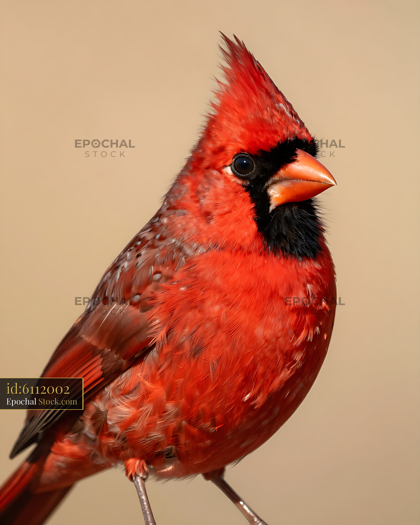 Male northern cardinal with vibrant red feathers and black mask - stock photo