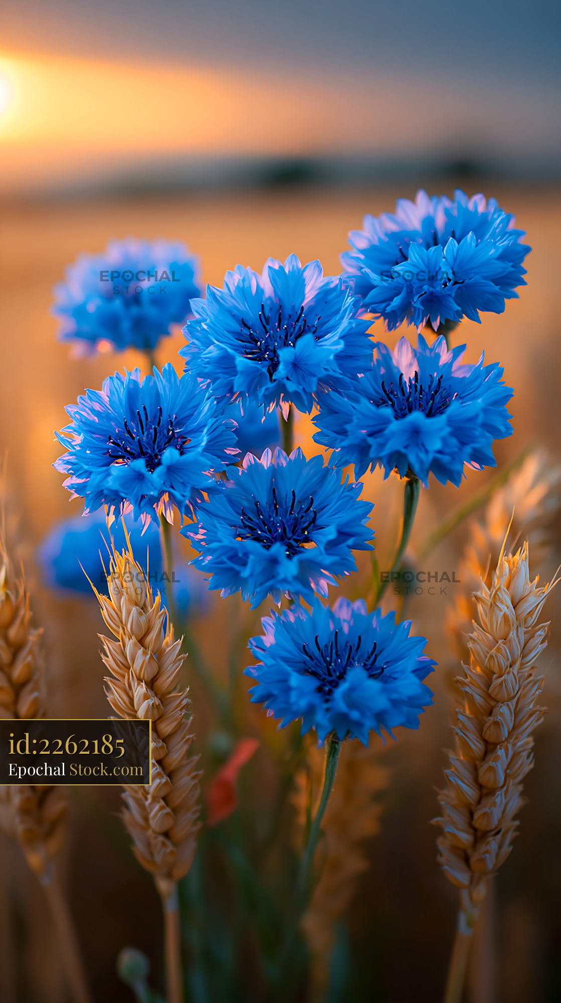 Blue cornflowers and golden wheat stalks in field at sunset