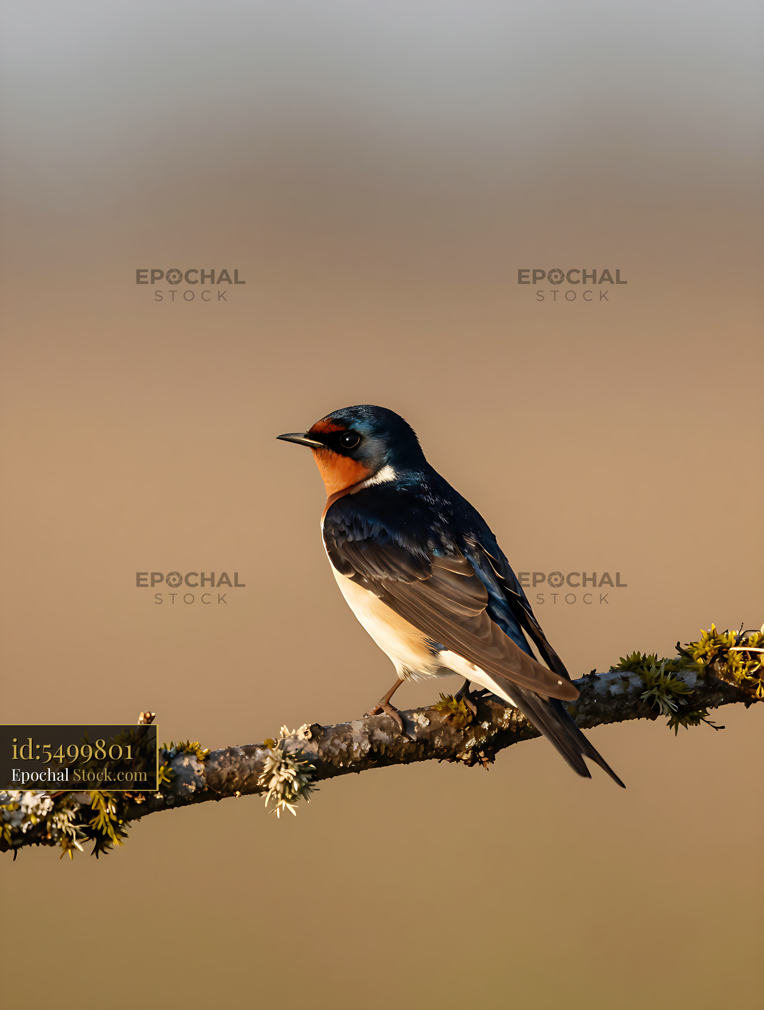 House martin perched on a mossy branch in golden hour light - stock photo