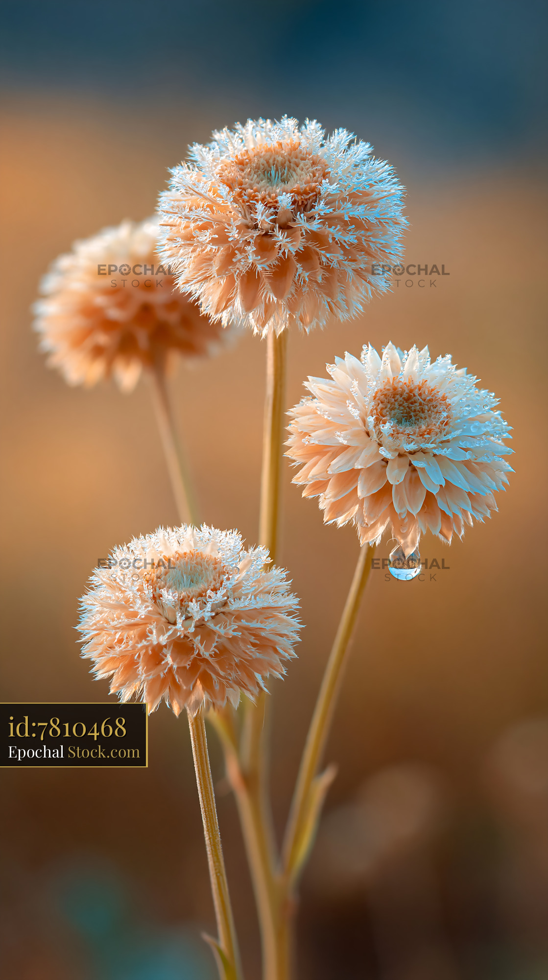 Frosted wildflowers with dew droplets in a golden meadow at sunrise - stock photo