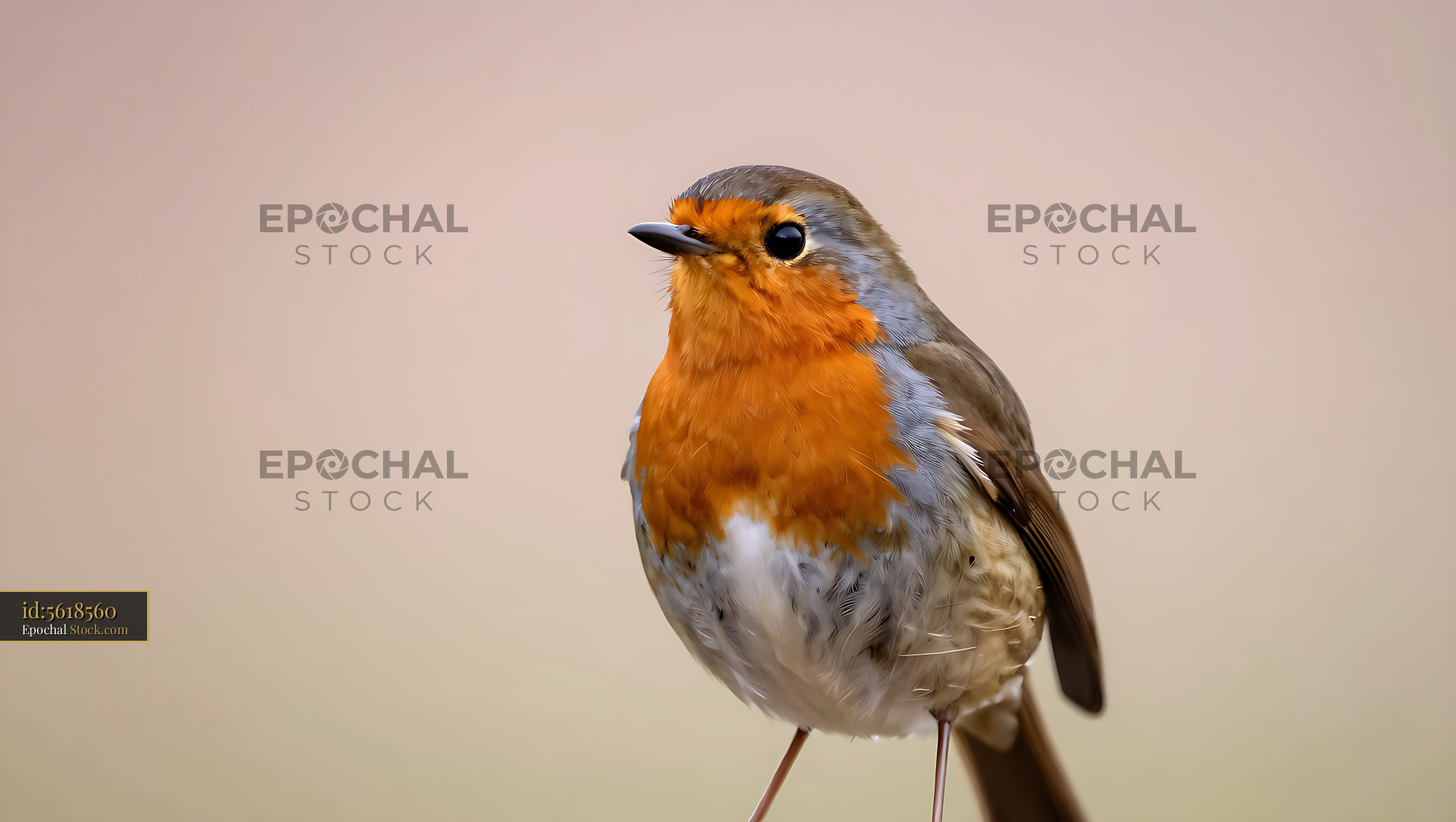 European robin with vibrant orange breast perched in soft morning ligh - stock photo