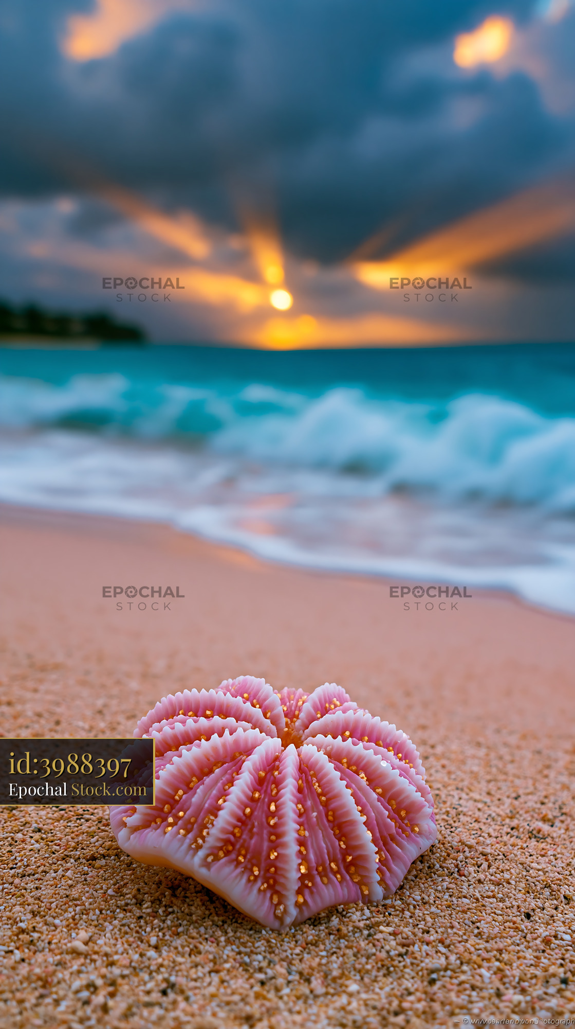 Pink sea urchin shell on sandy beach during golden hour sunset - stock photo