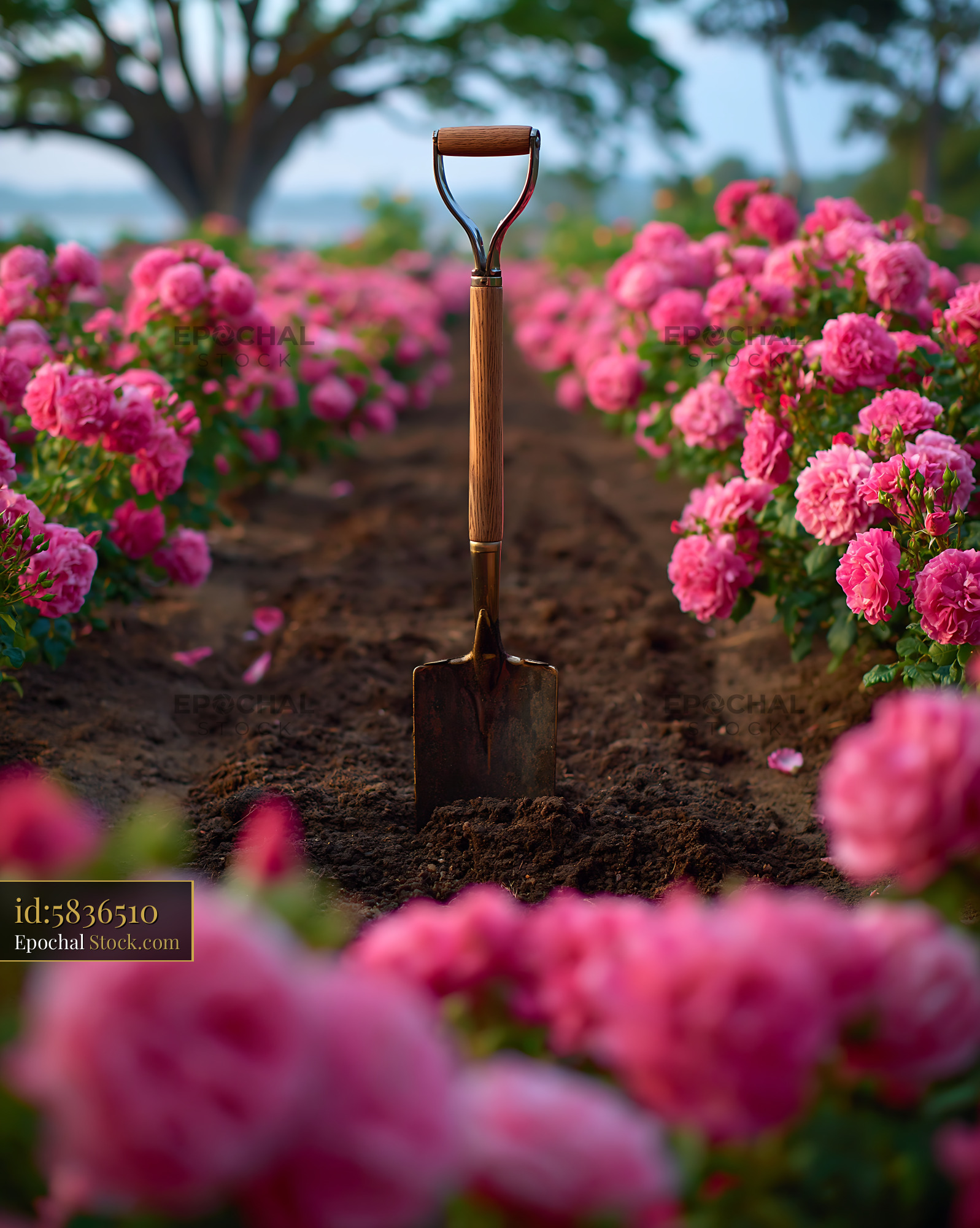 Garden spade stuck in dark soil between rows of blooming pink roses - stock photo