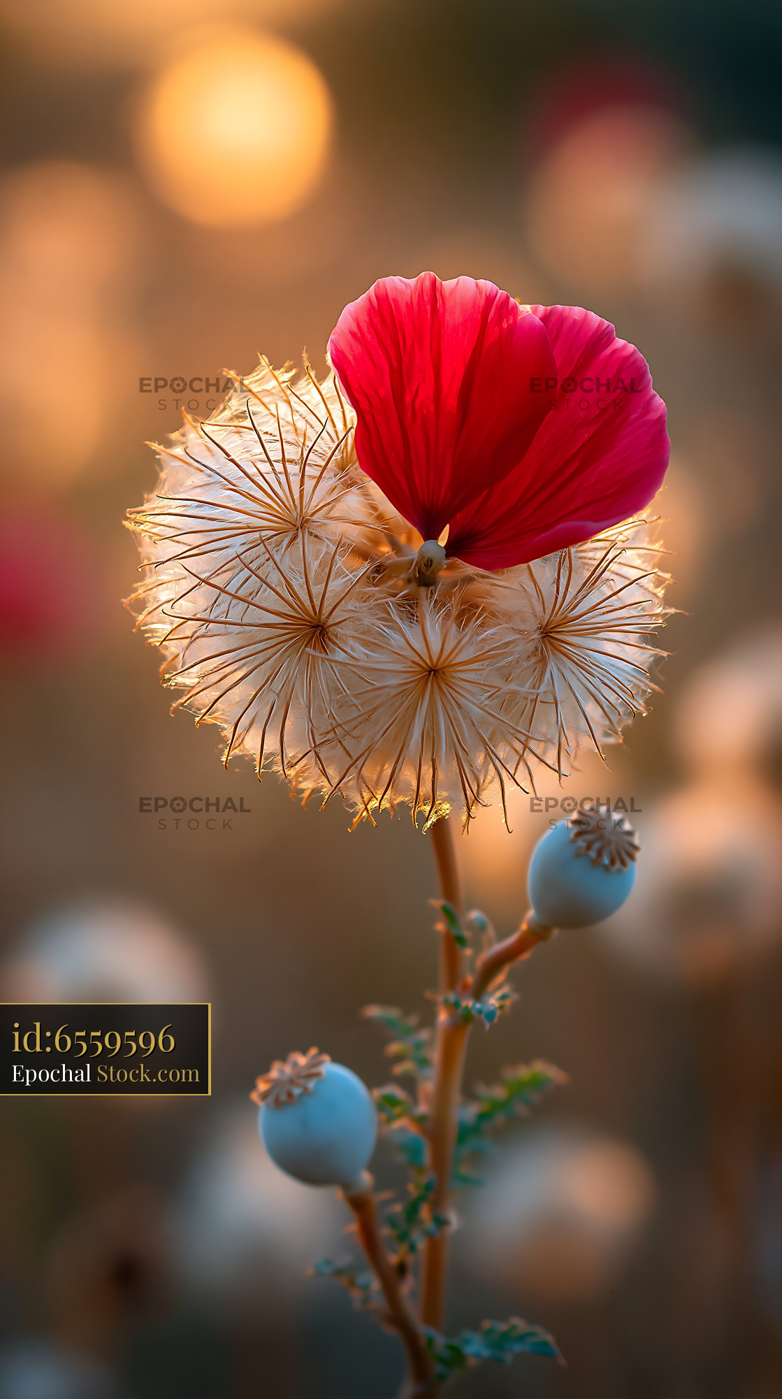 Red poppy petal on dried wildflower seed head at golden hour - stock photo