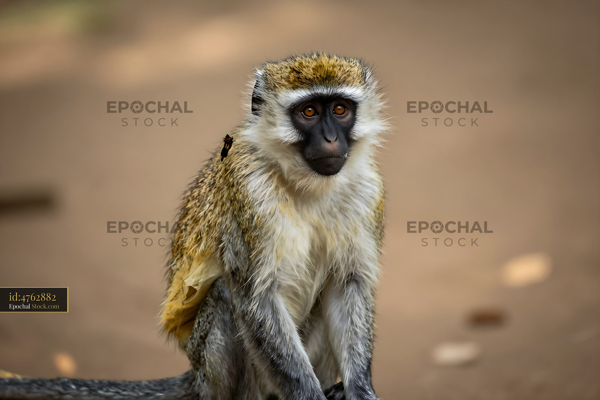 Vervet monkey sitting and looking curious in a natural environment - stock photo