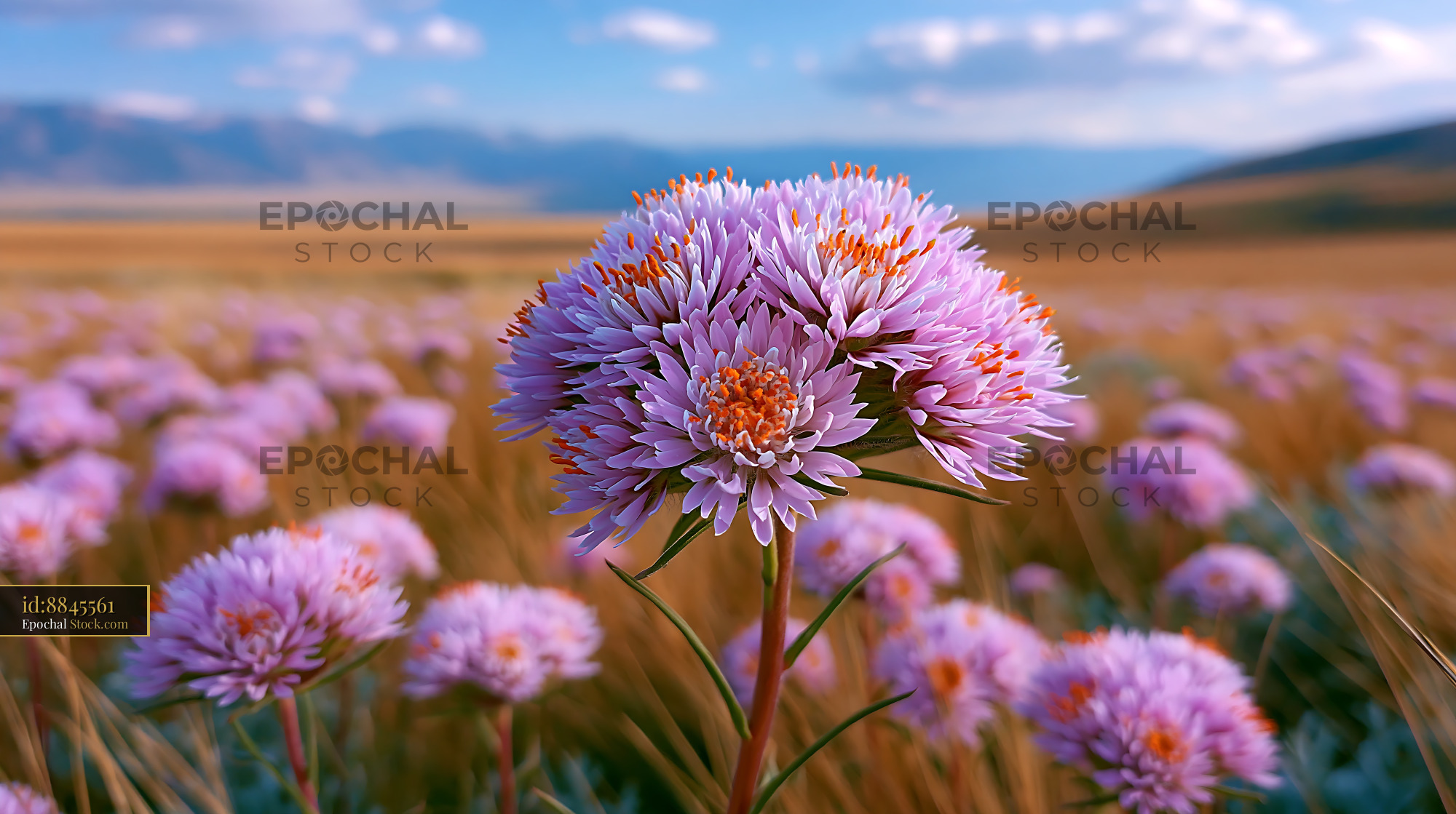 Close up of purple wildflowers in a California superbloom field - stock photo