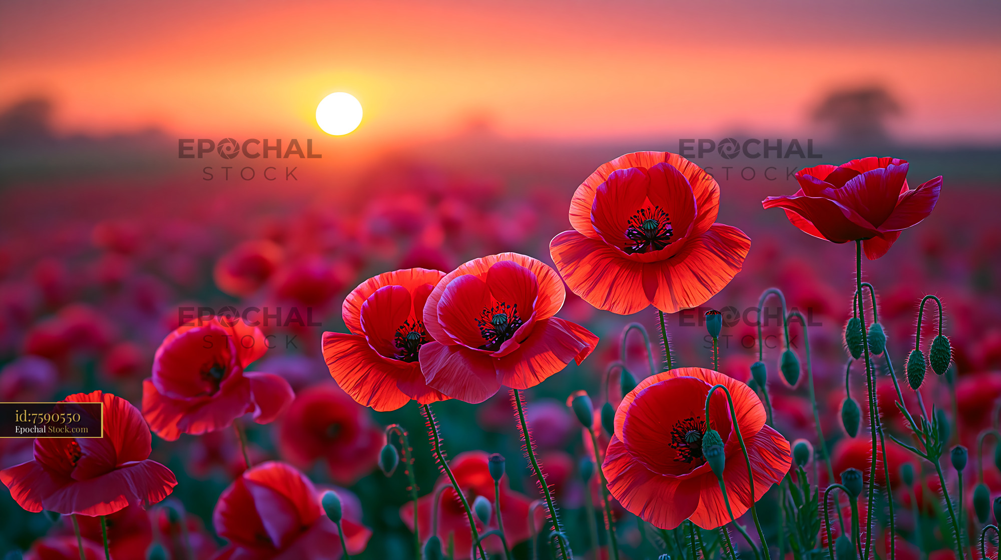 Red poppies blooming at sunset in the Cumbrian fells - stock photo