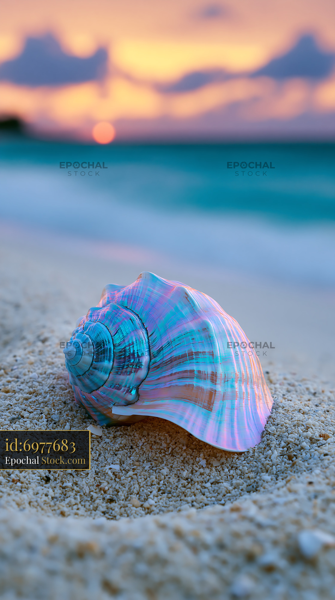 Iridescent seashell on white sand beach at sunset in a private cove - stock photo